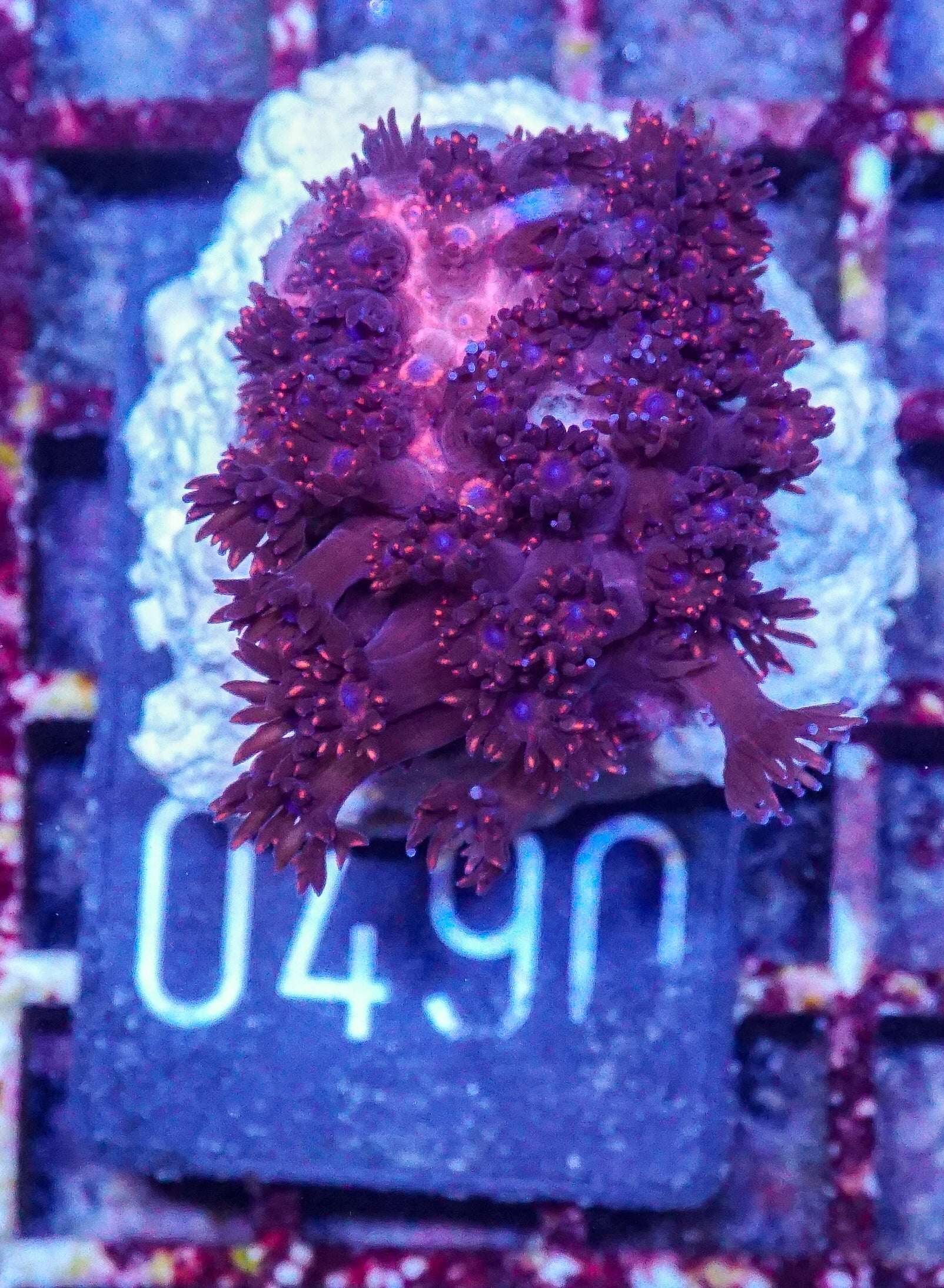 Goniopora lobata "purple"