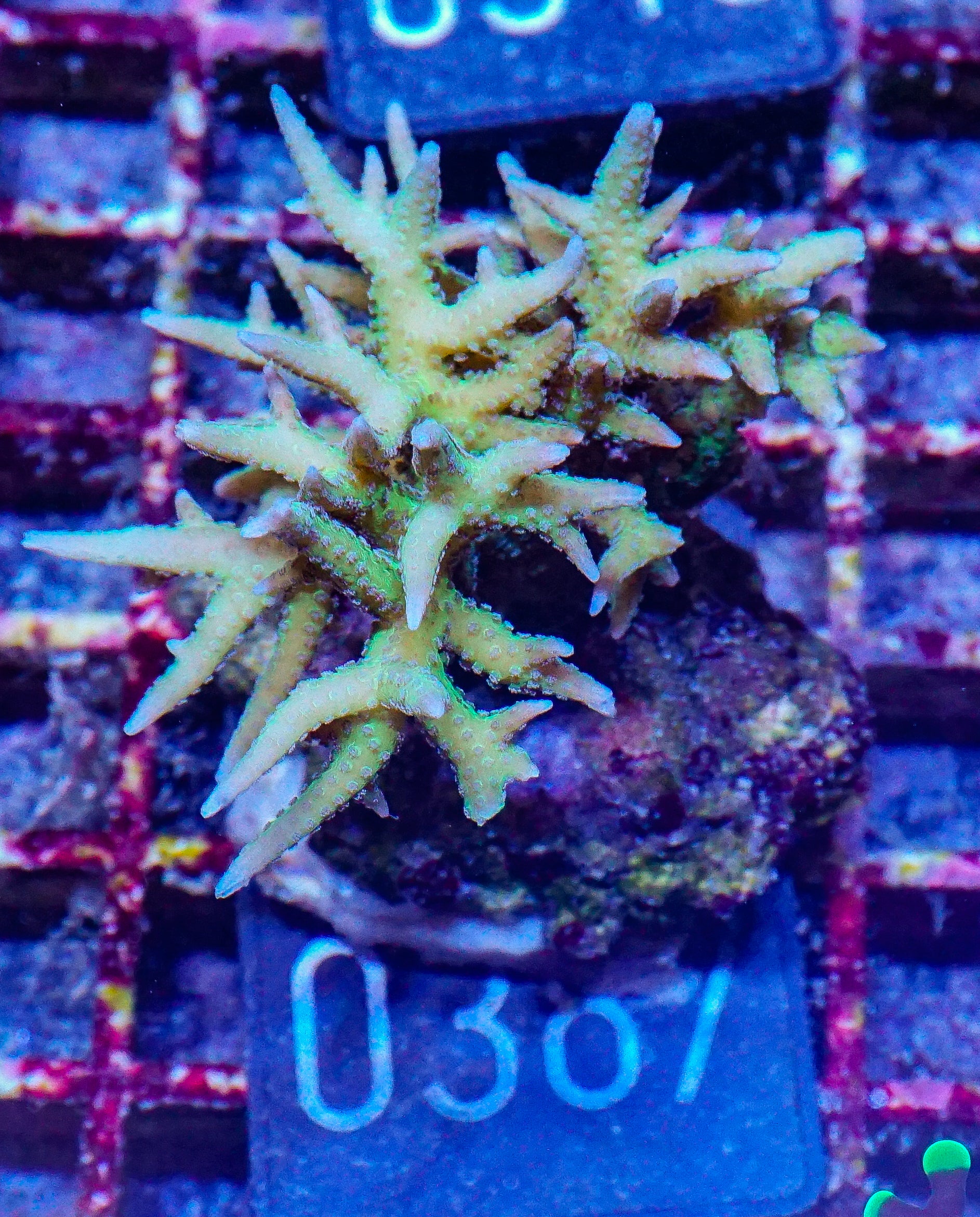 Seriatopora hystix "red"