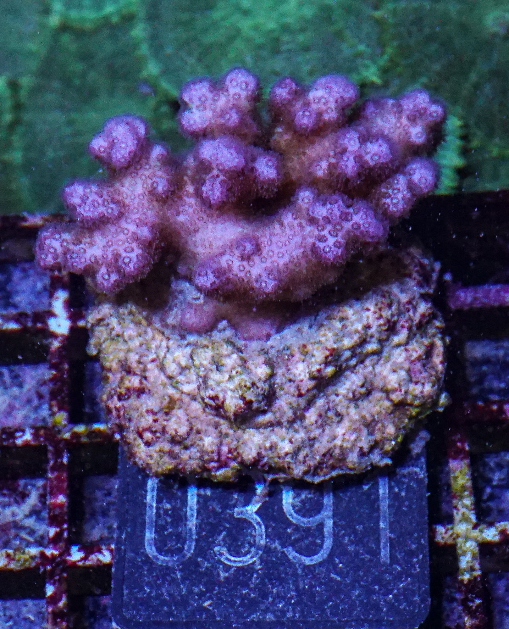 Pocillopora damicornis "pink"