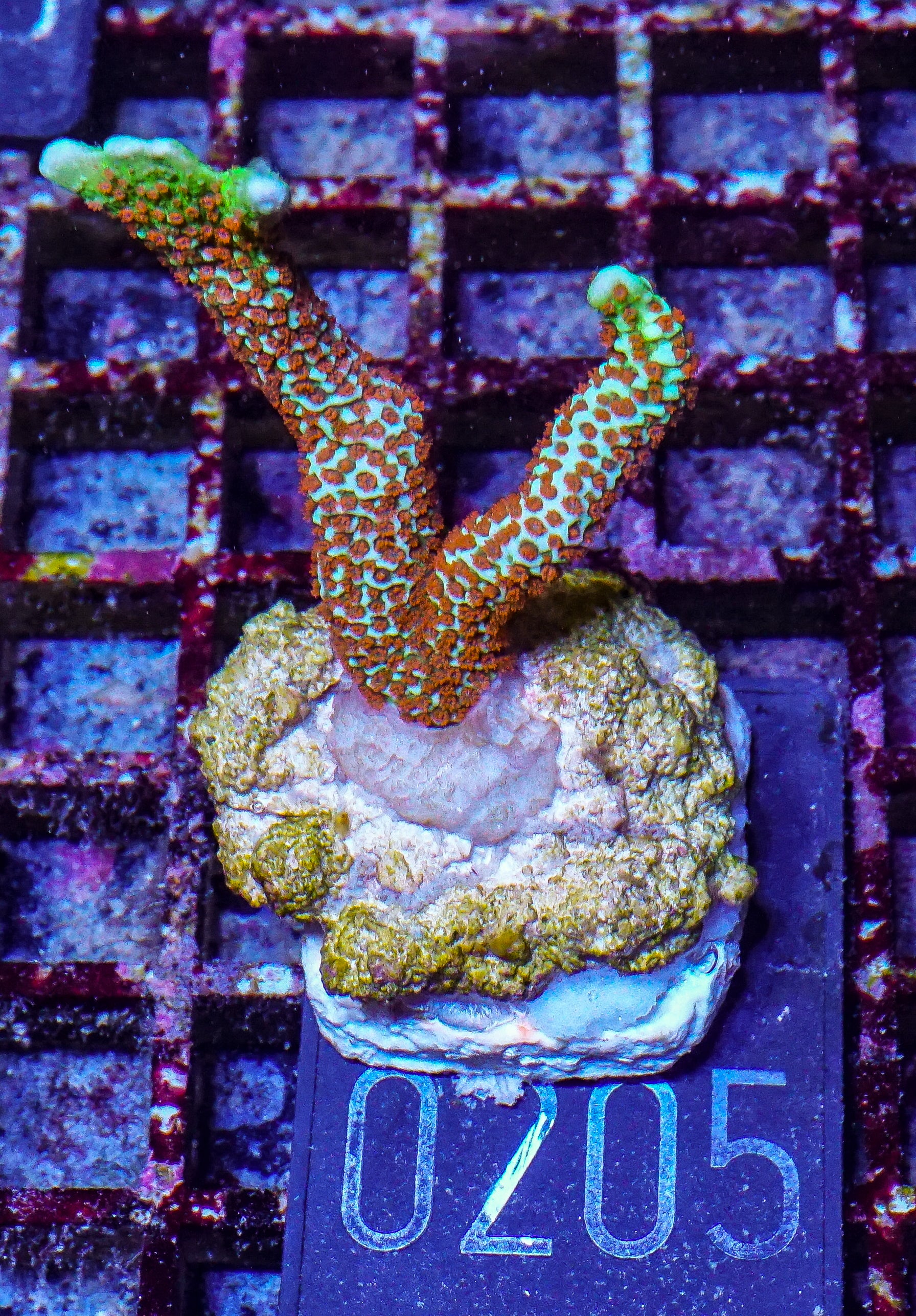 Montipora samarensis "forest fire"