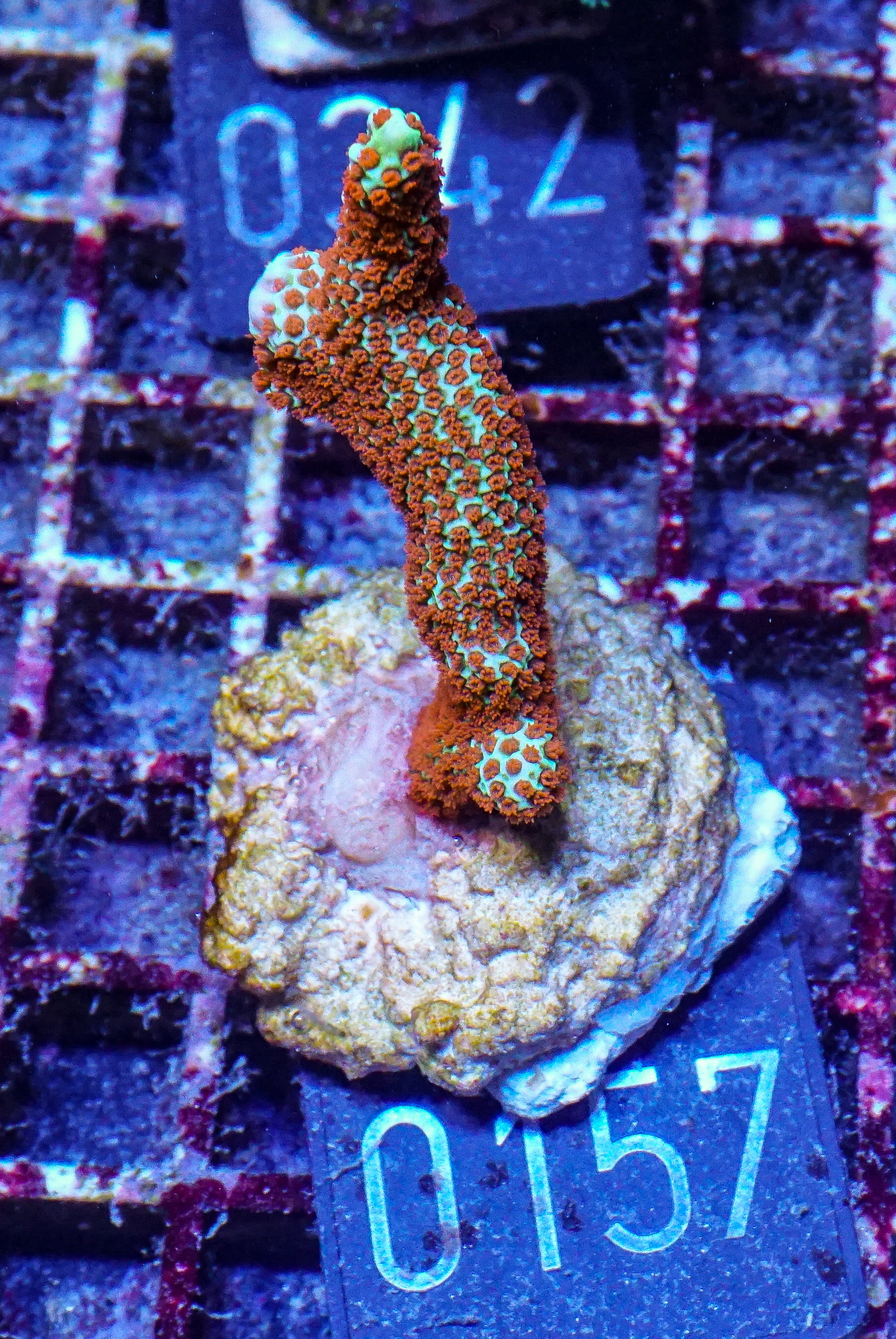 Montipora samarensis "forest fire"