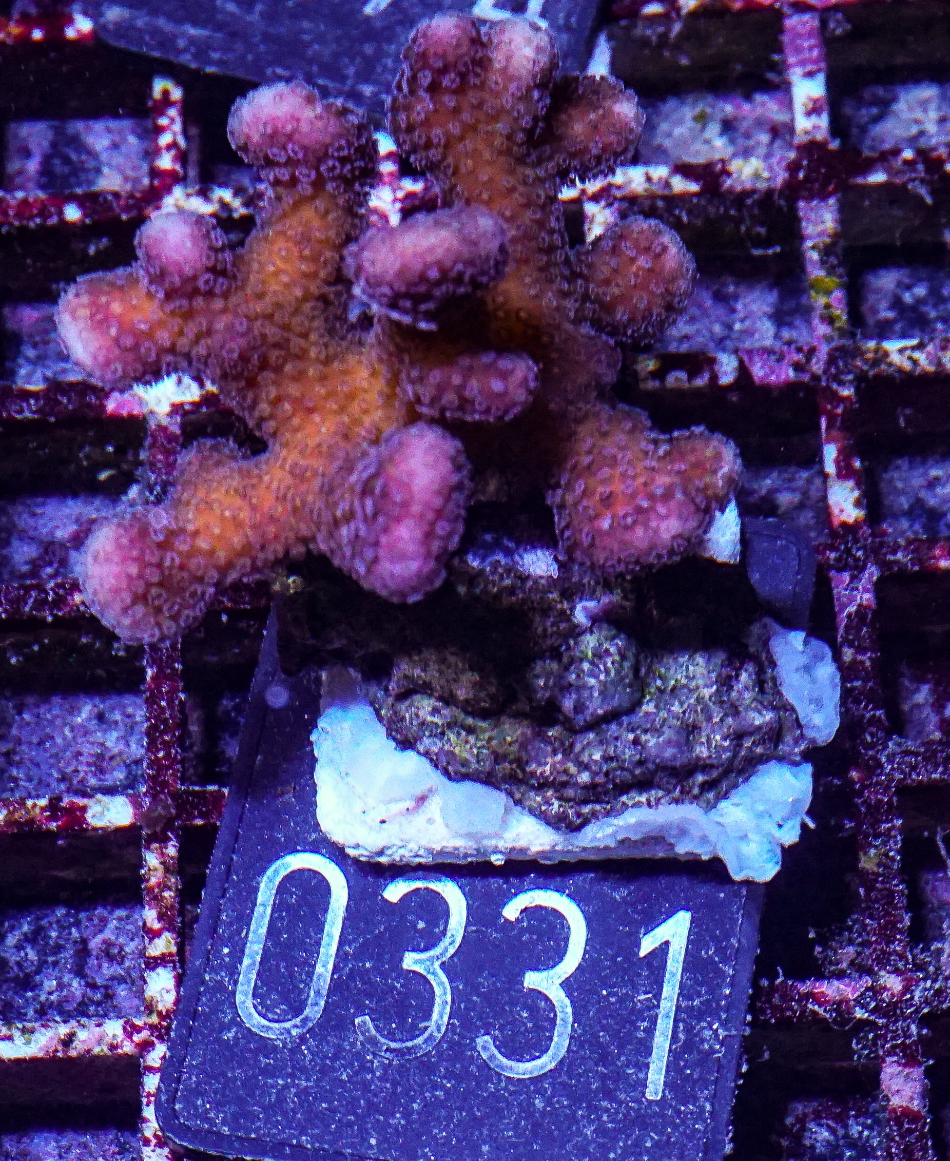 Stylophora pistillata "pink"