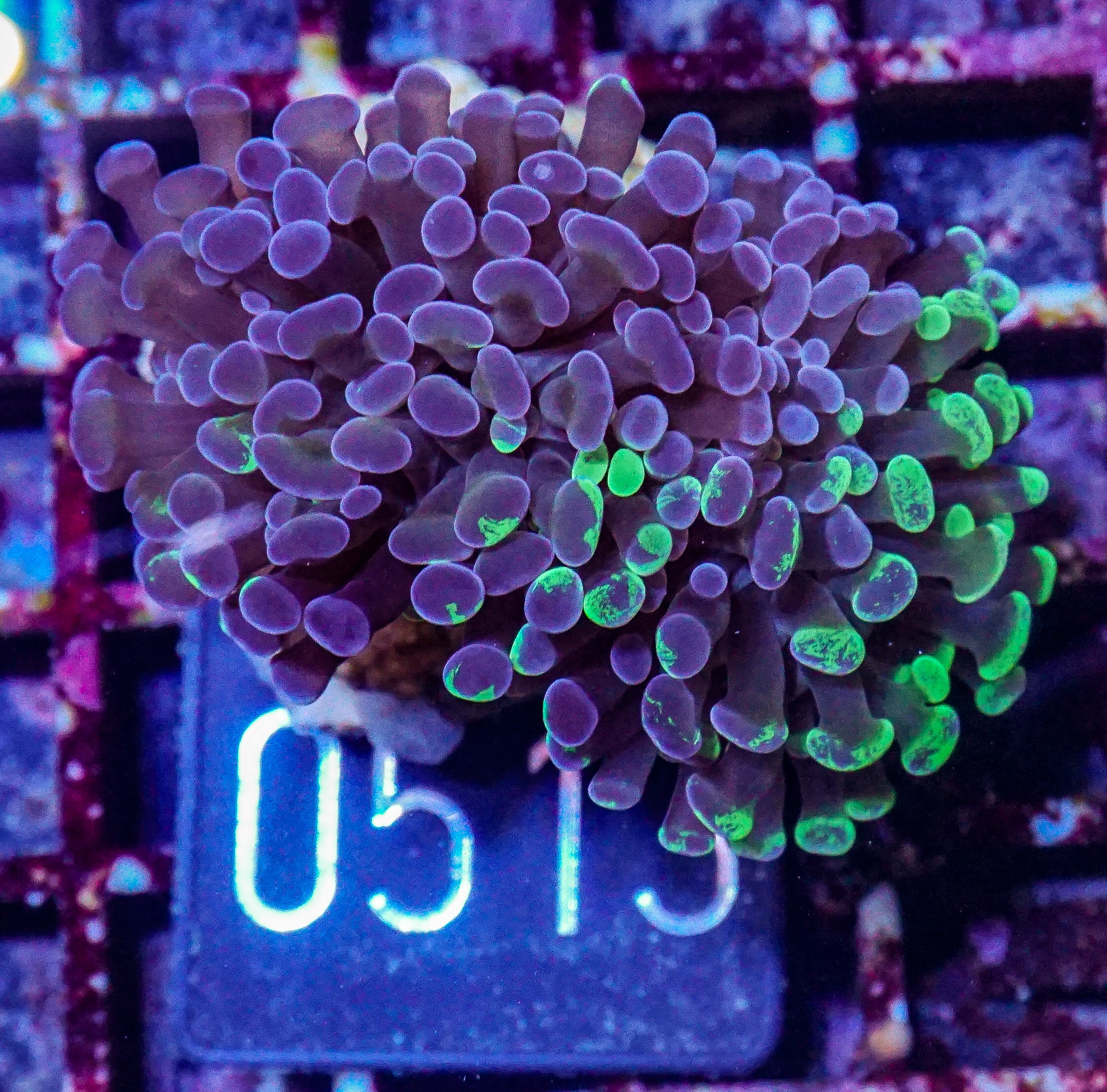 Euphyllia/Fimbriaphyllia paraancora