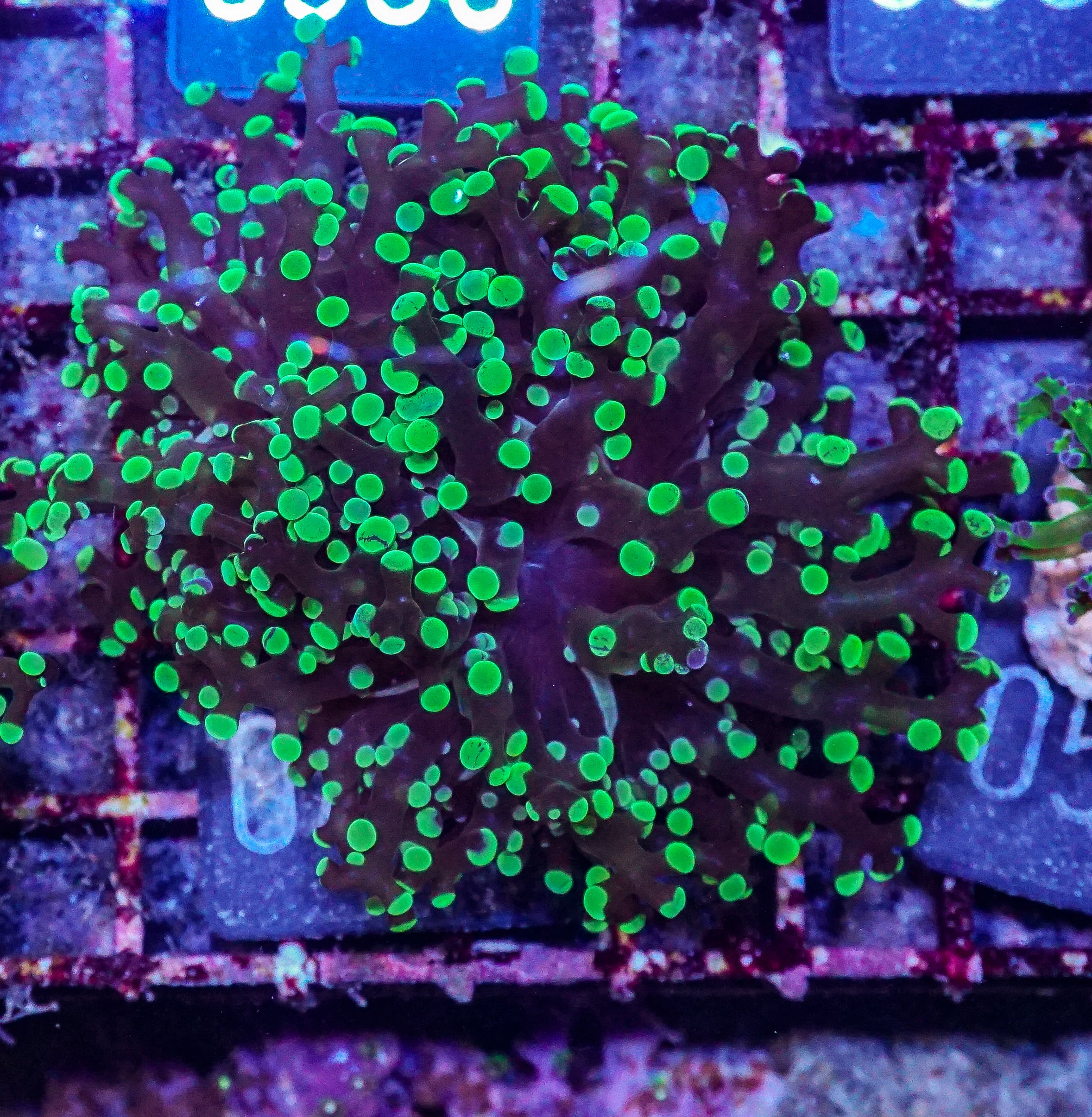 Euphyllia/Fimbriaphyllia yaeyamaensis