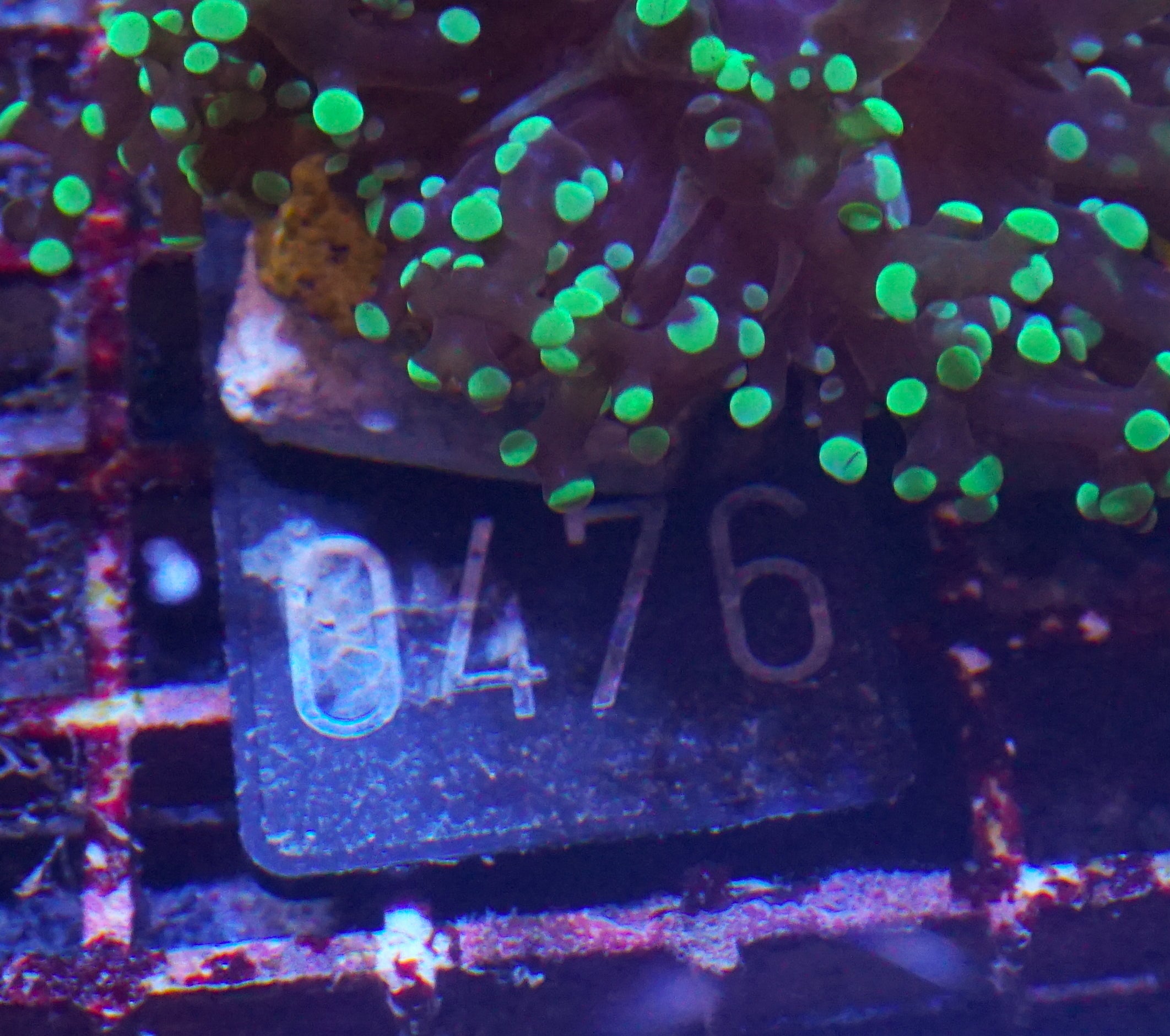 Euphyllia/Fimbriaphyllia yaeyamaensis