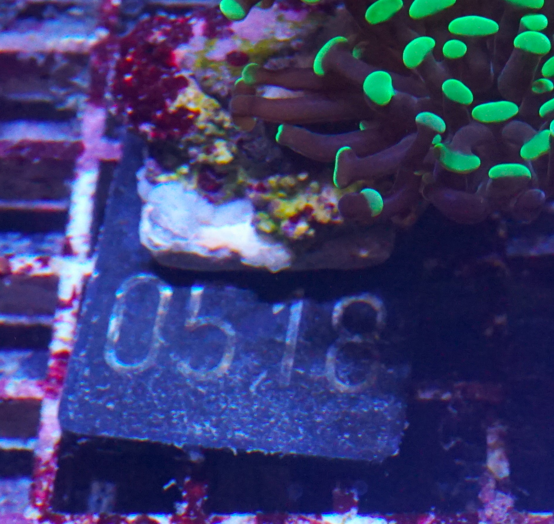 Euphyllia/Fimbriaphyllia paraancora