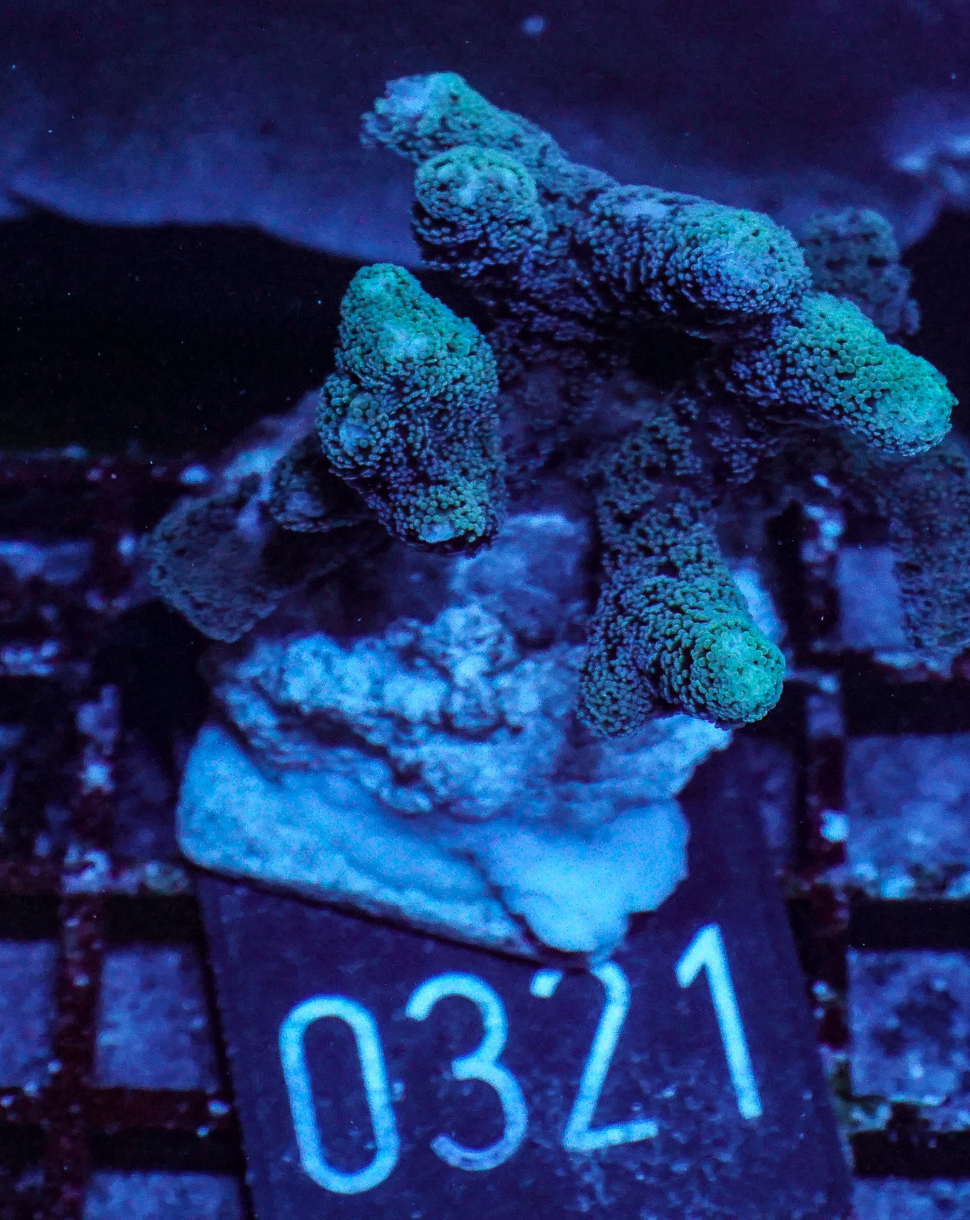 Seriatopora caliendrum "mint"