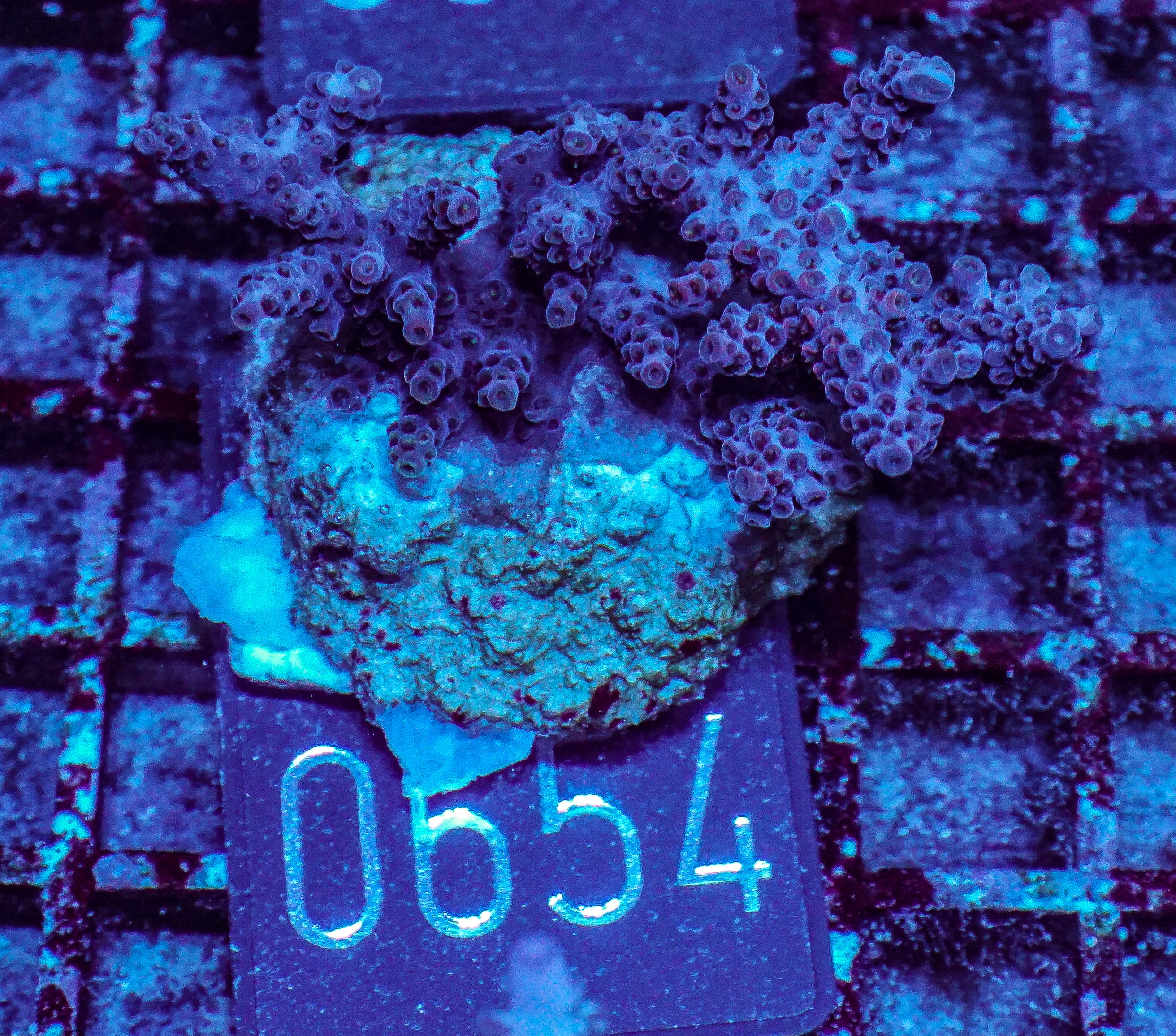 Acropora hyacinthus "pink lady"