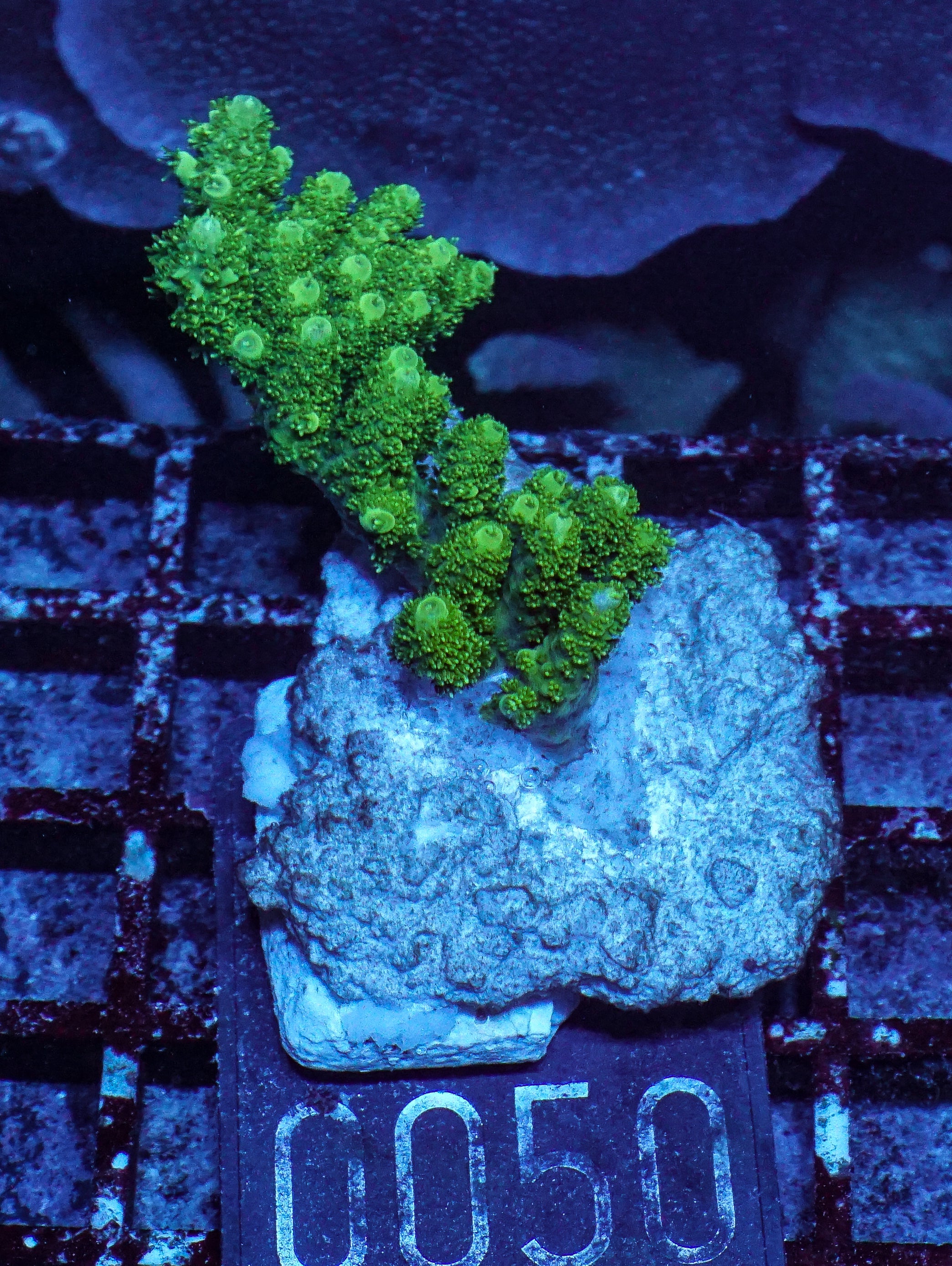Acropora hyacinthus “green forest”