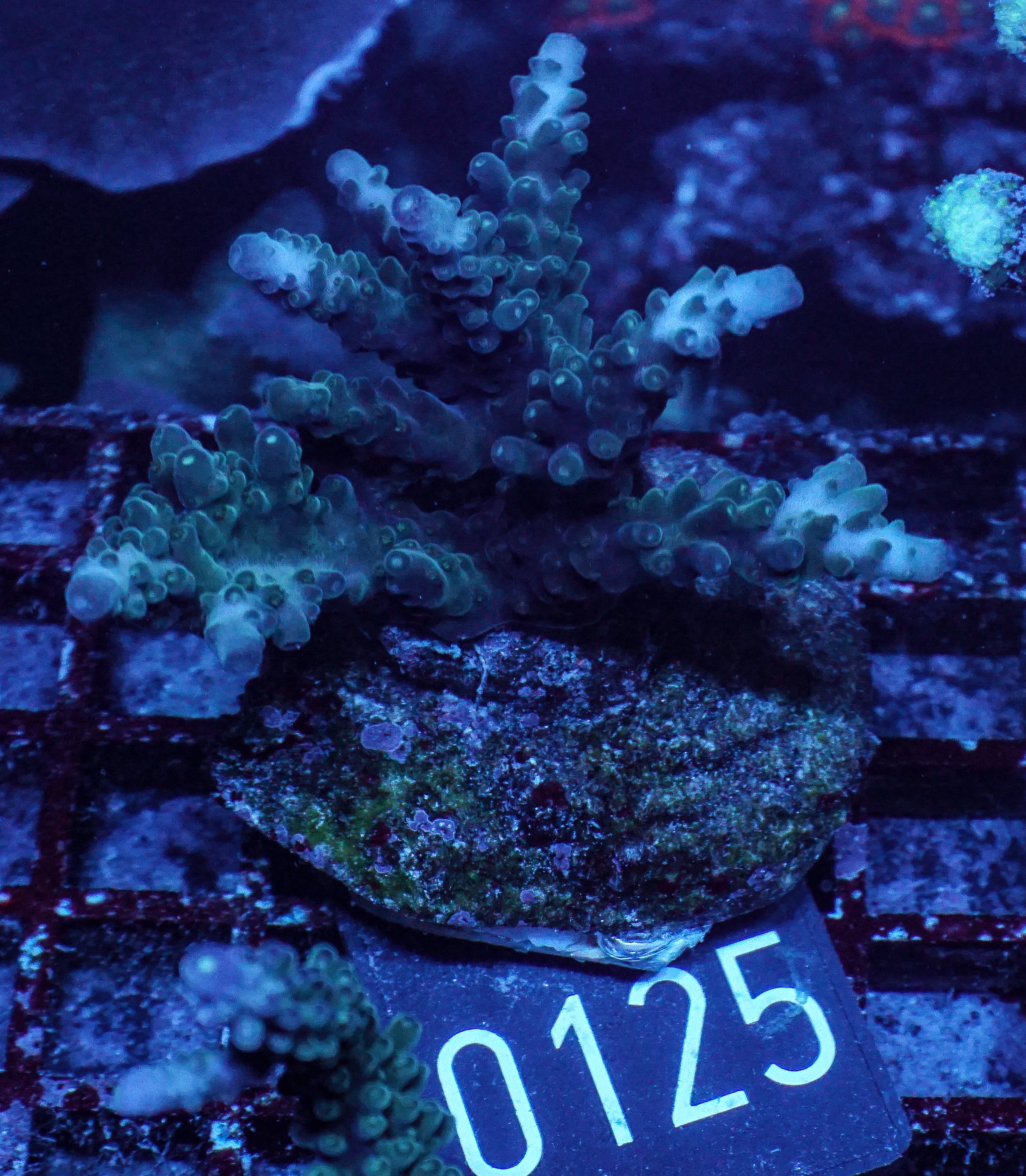 Acropora tortuosa "turquoise"