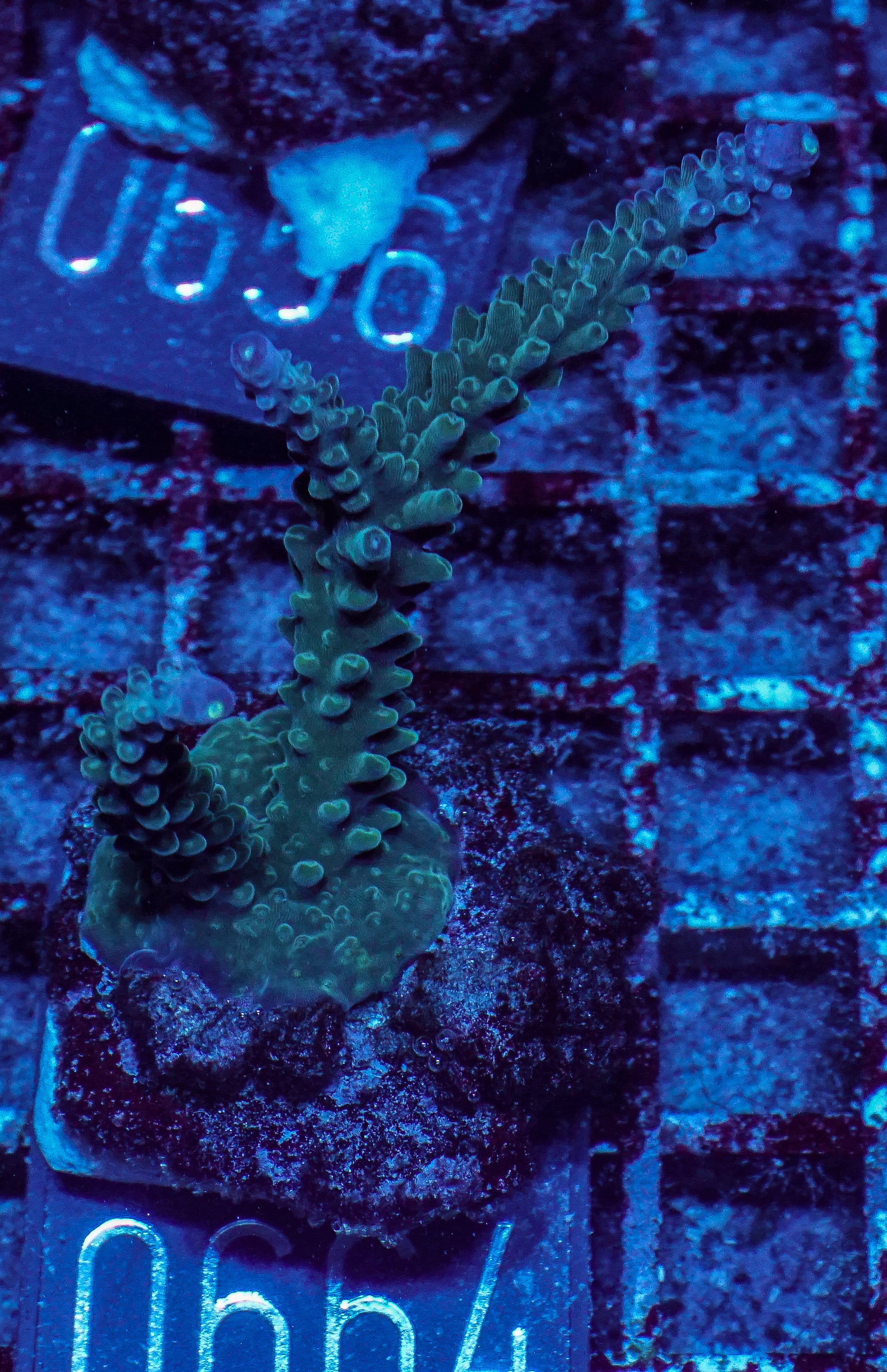 Acropora sp.