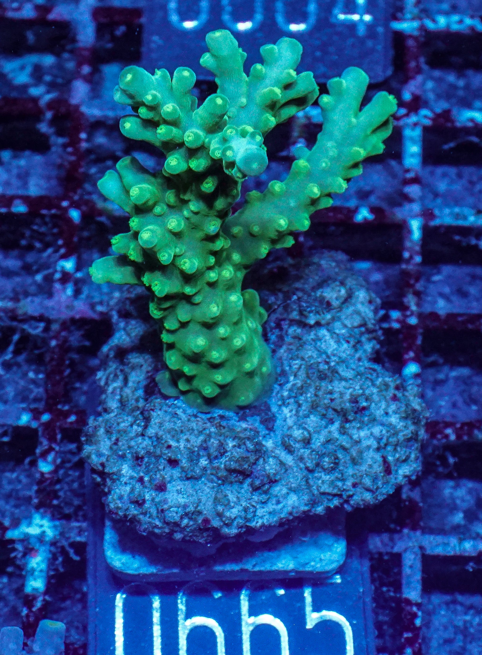 Acropora austera “golden age”