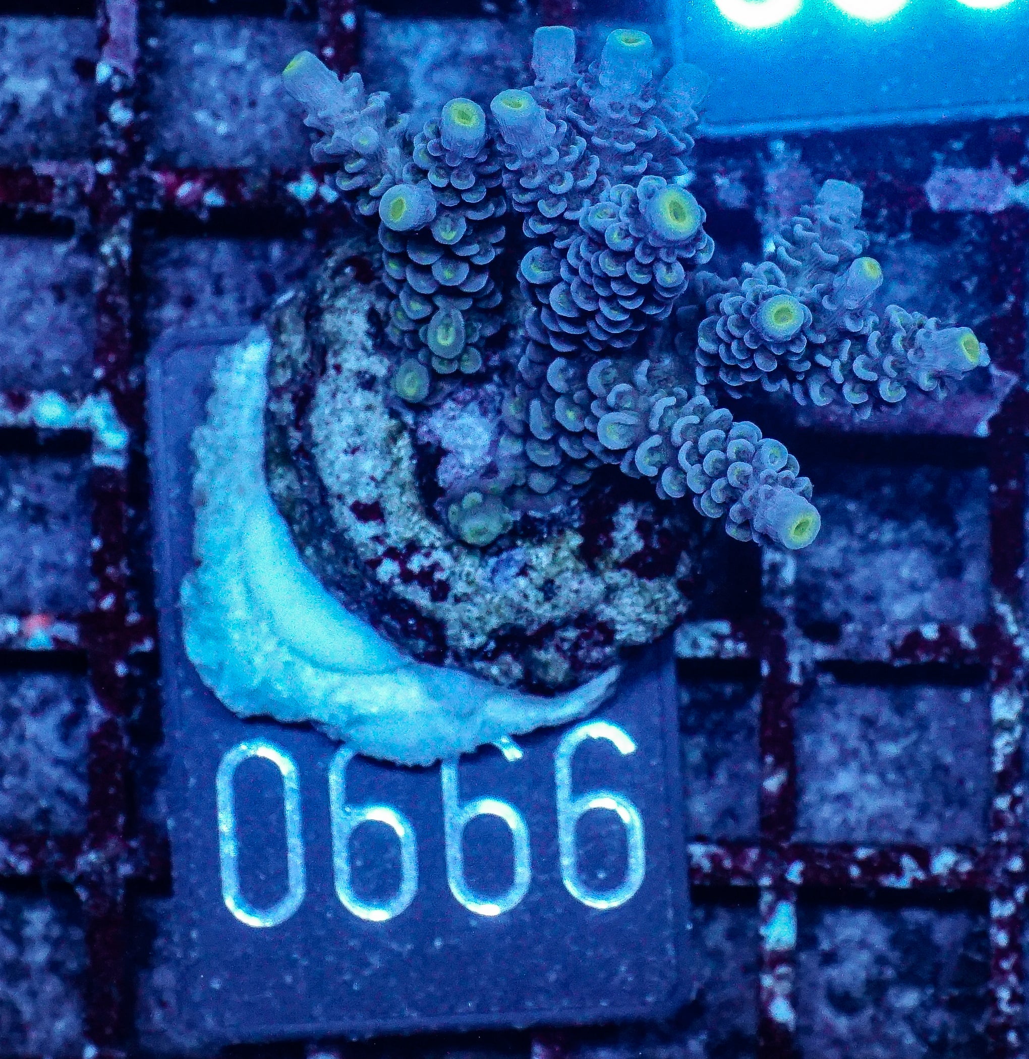 Acropora tenuis “Walt Disney art”