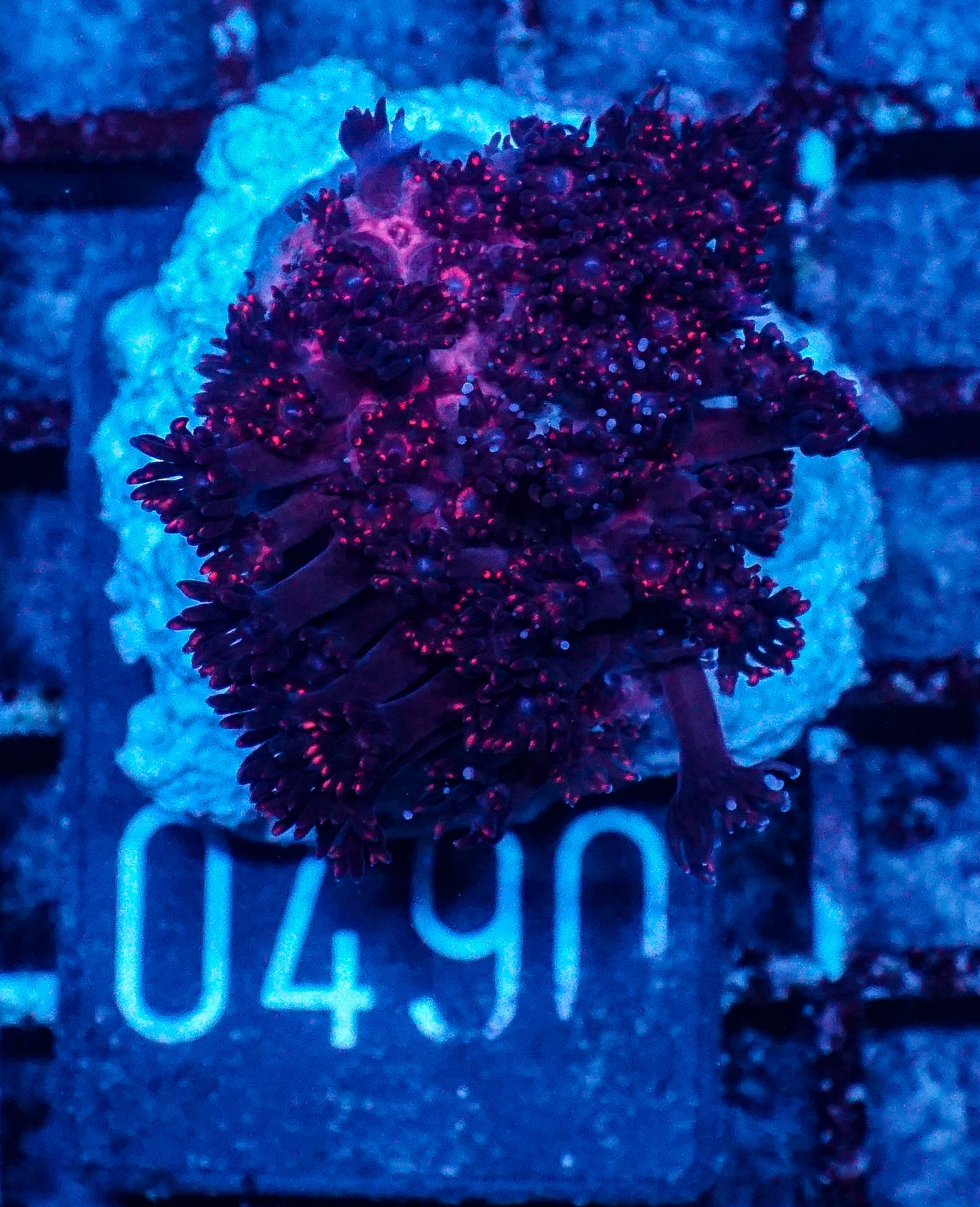 Goniopora lobata "purple"