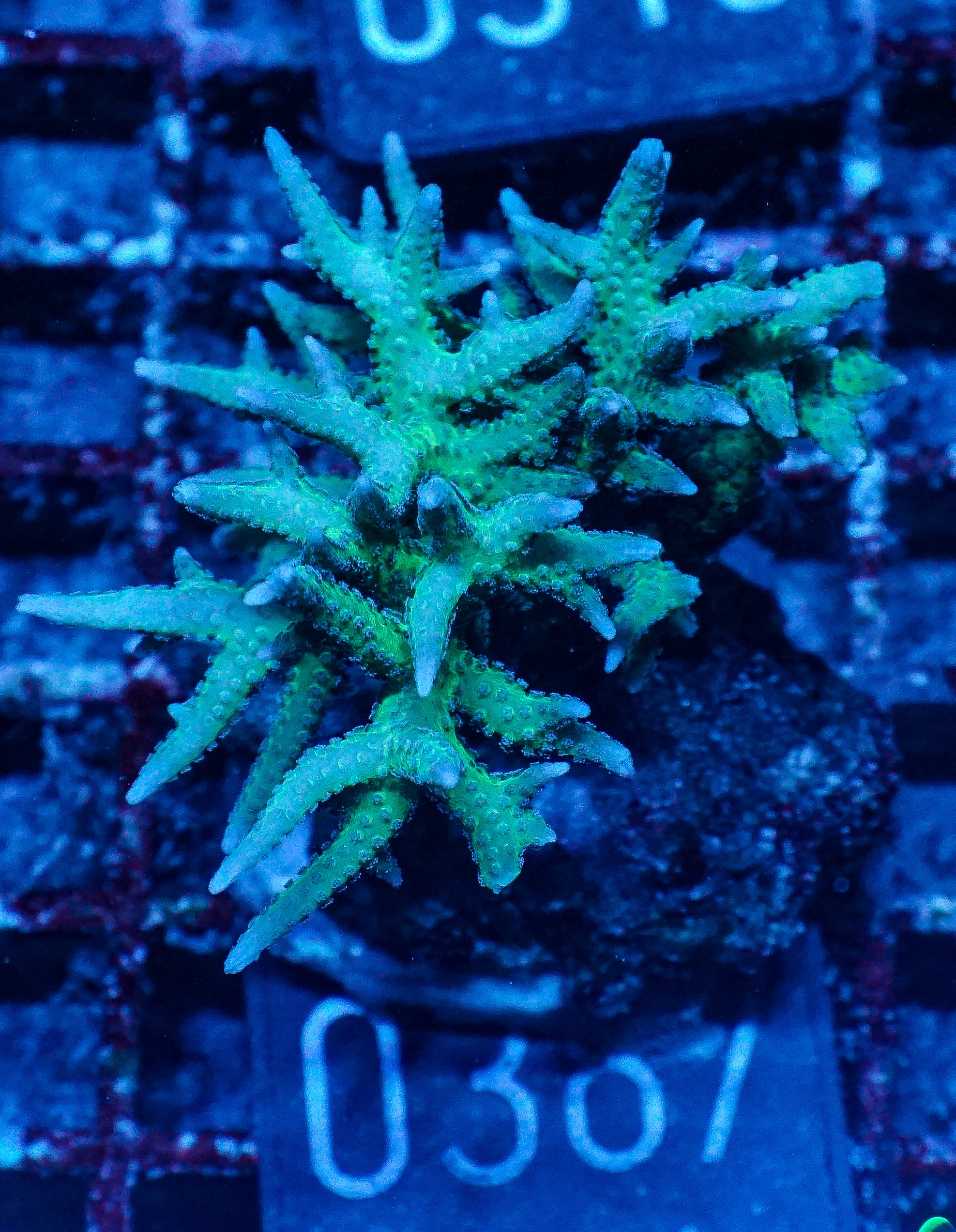 Seriatopora hystix "red"