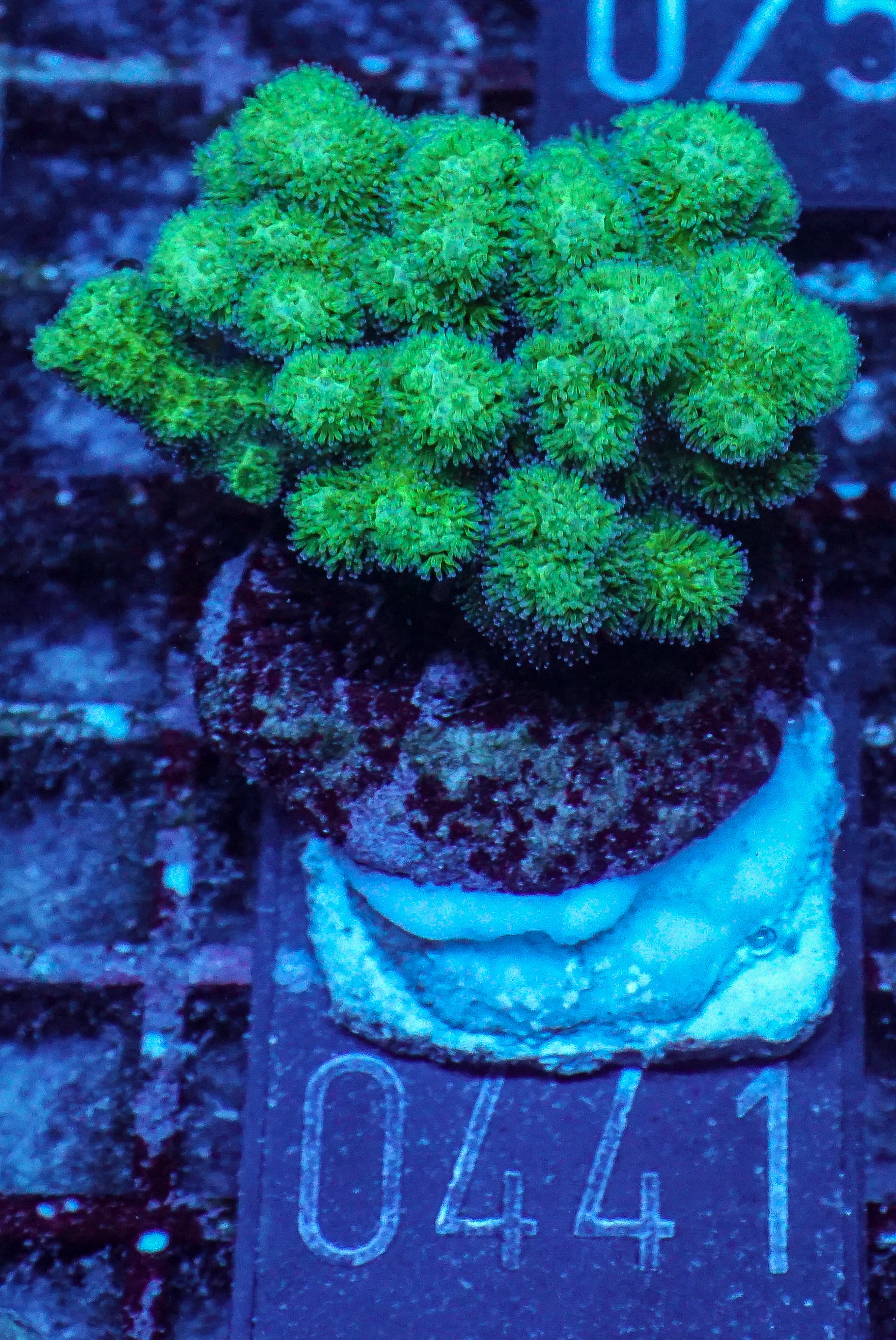 Pocillopora damicornis "green"