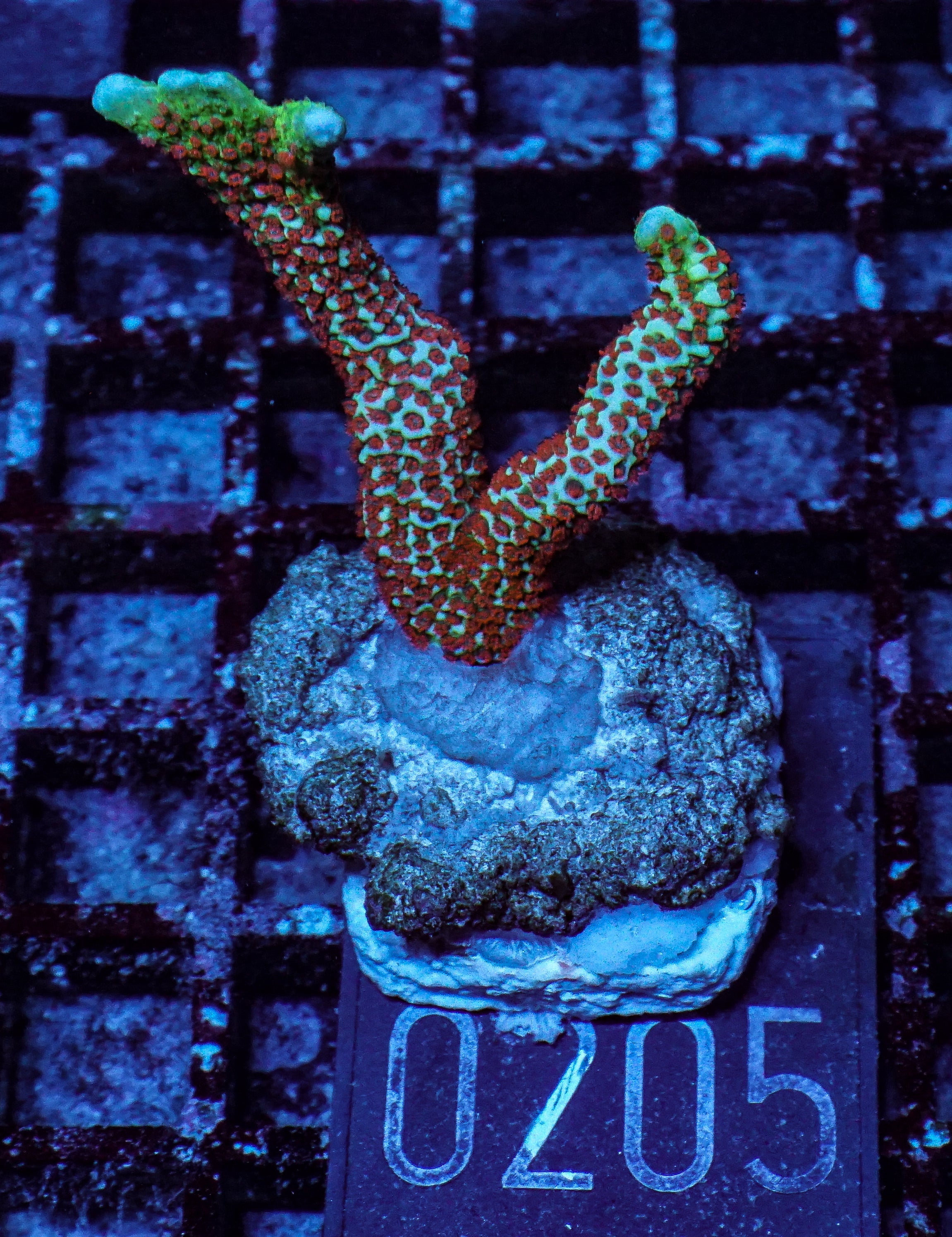 Montipora samarensis "forest fire"