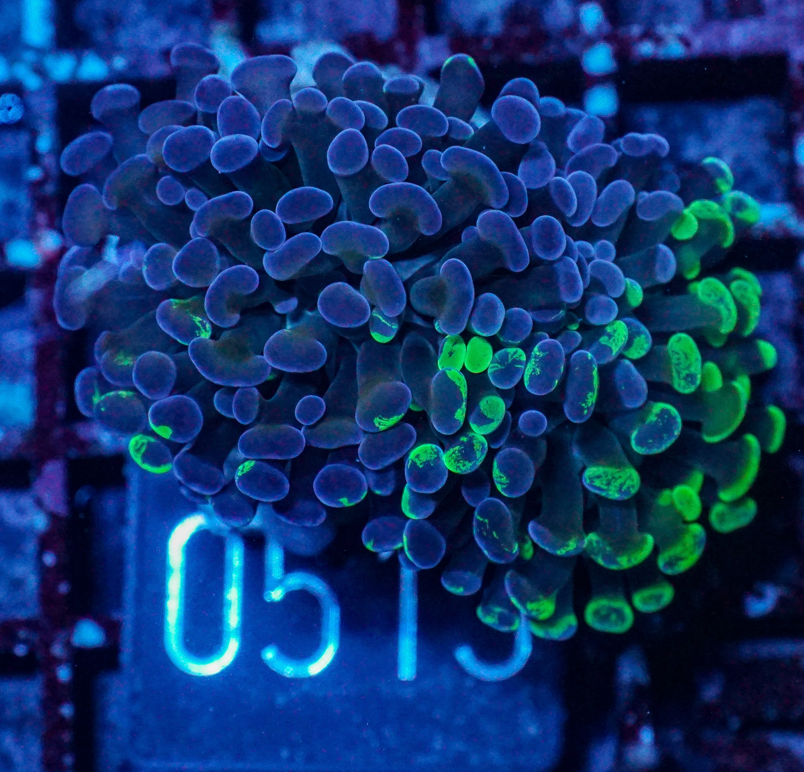 Euphyllia/Fimbriaphyllia paraancora