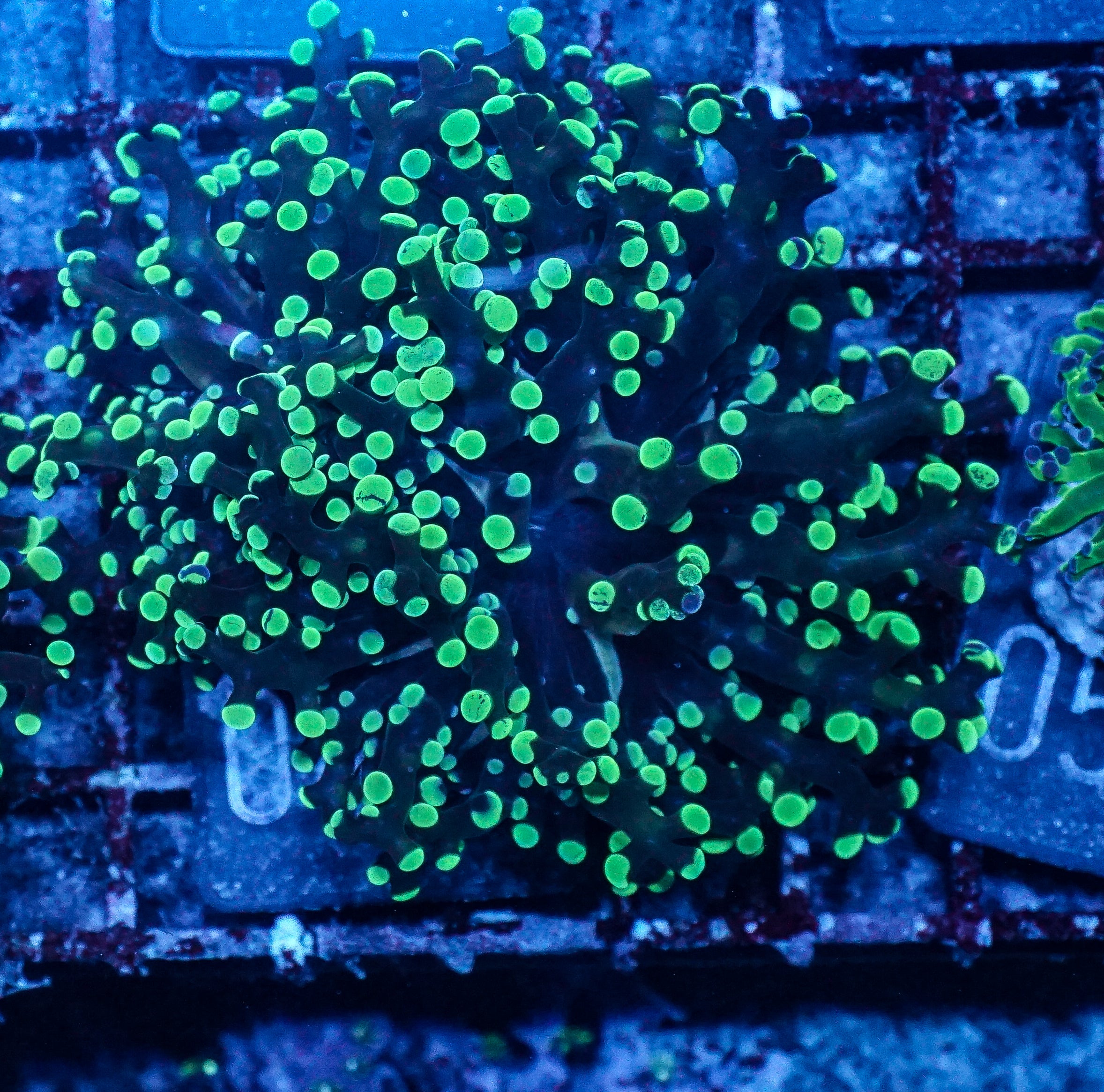 Euphyllia/Fimbriaphyllia yaeyamaensis