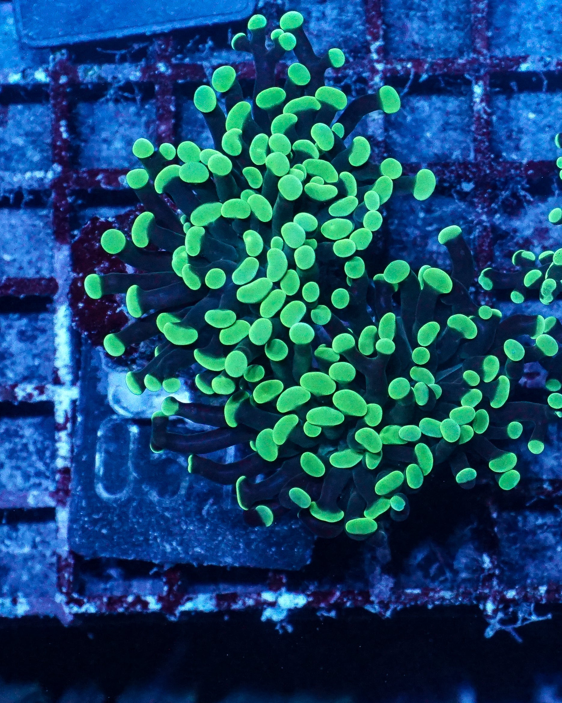 Euphyllia/Fimbriaphyllia paraancora