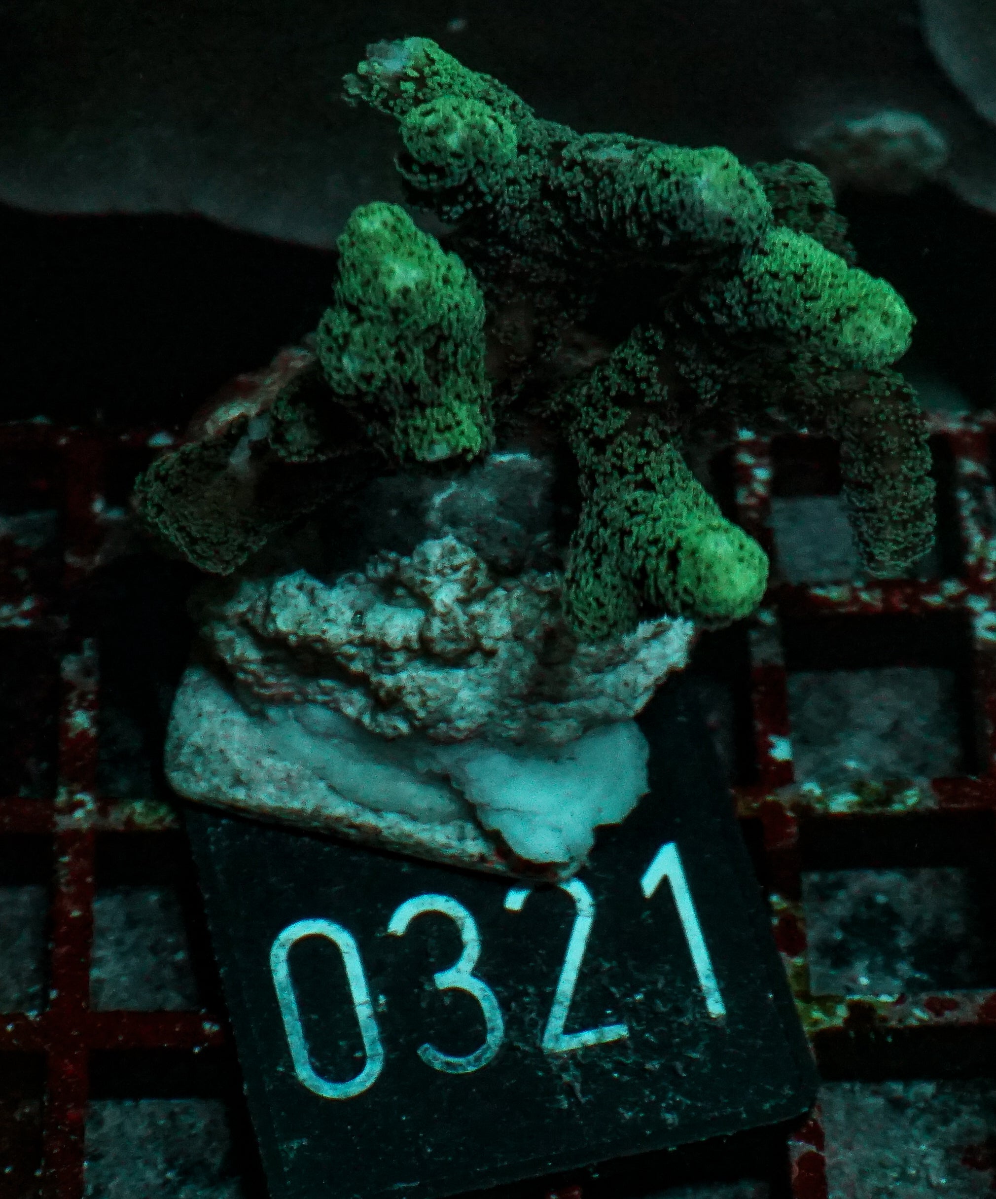 Seriatopora caliendrum "mint"