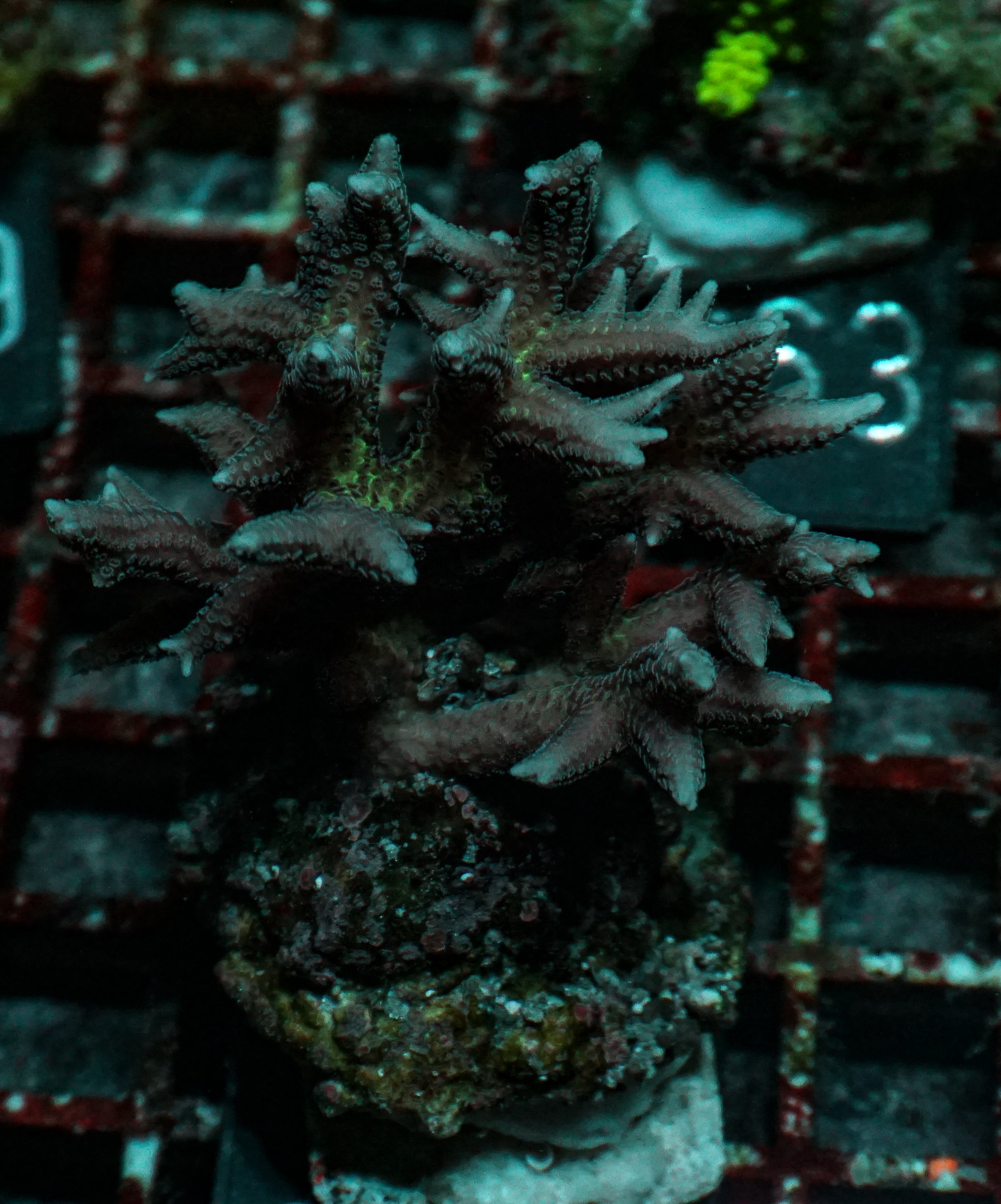 Seriatopora stellata