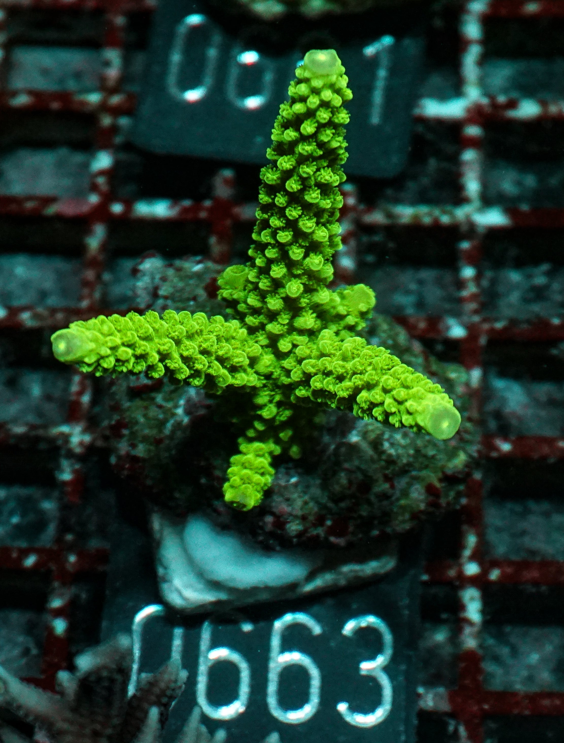 Acropora tumida "Enzmann"