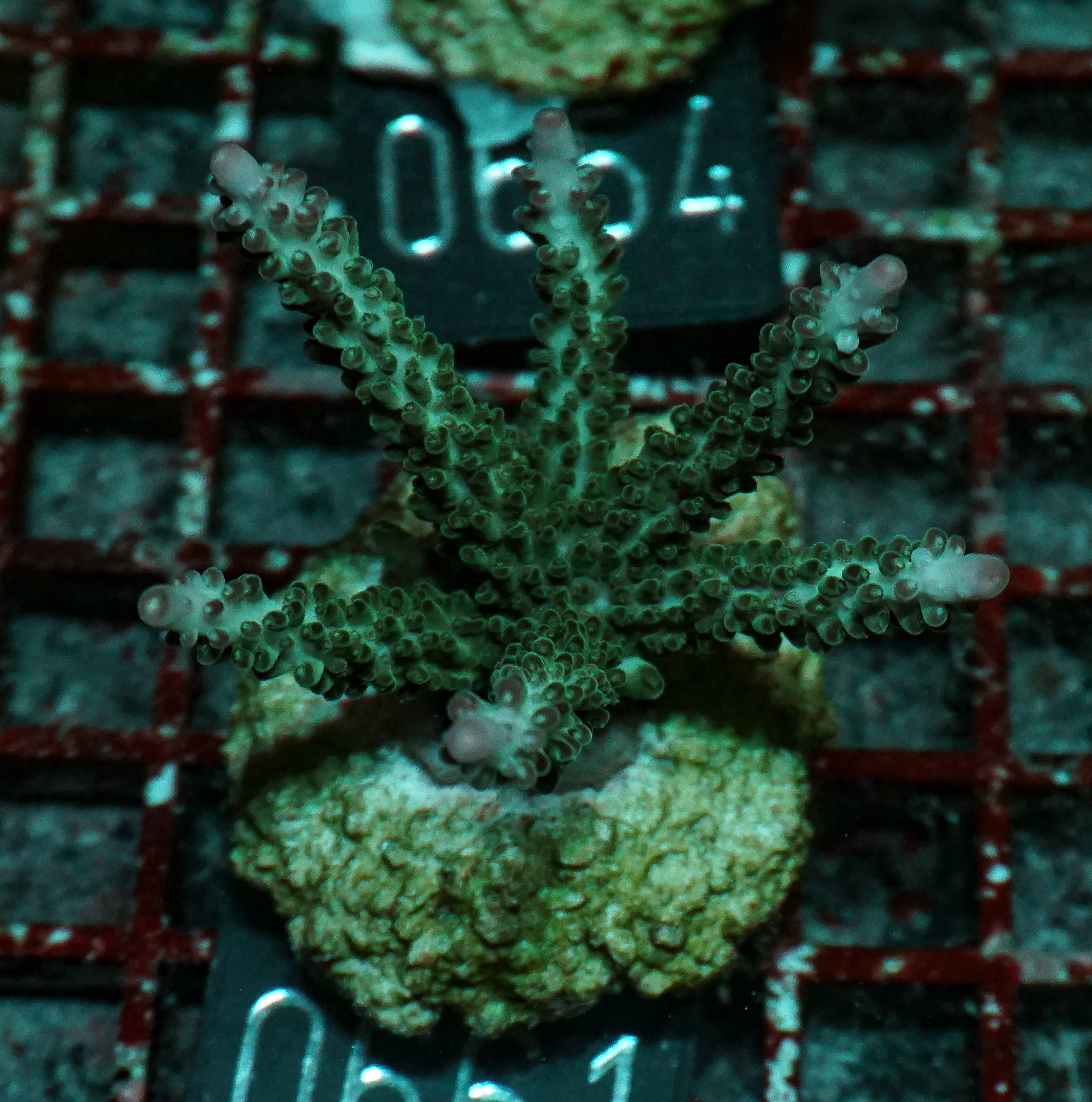 Acropora kosurini “pink tips”