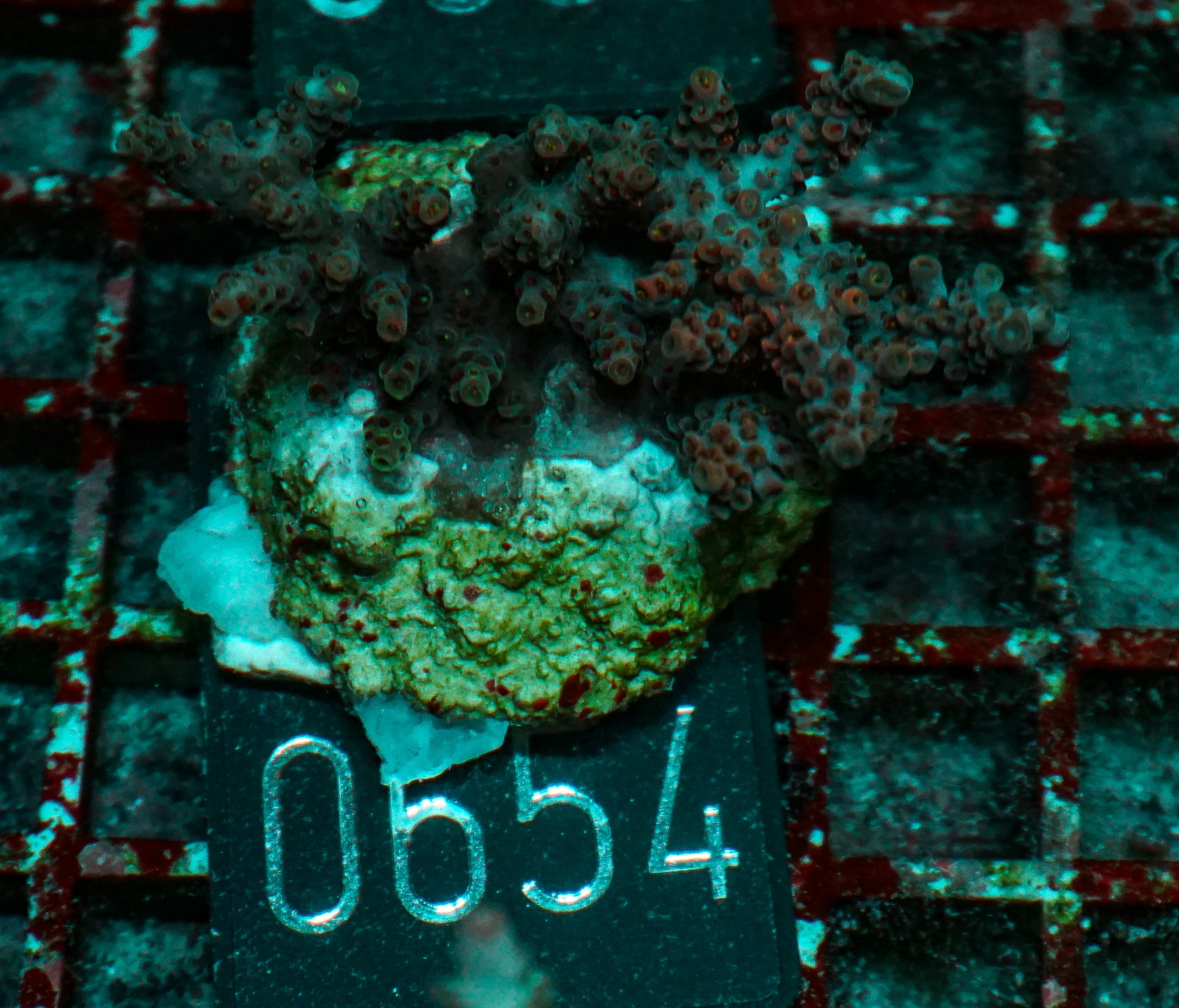 Acropora hyacinthus "pink lady"