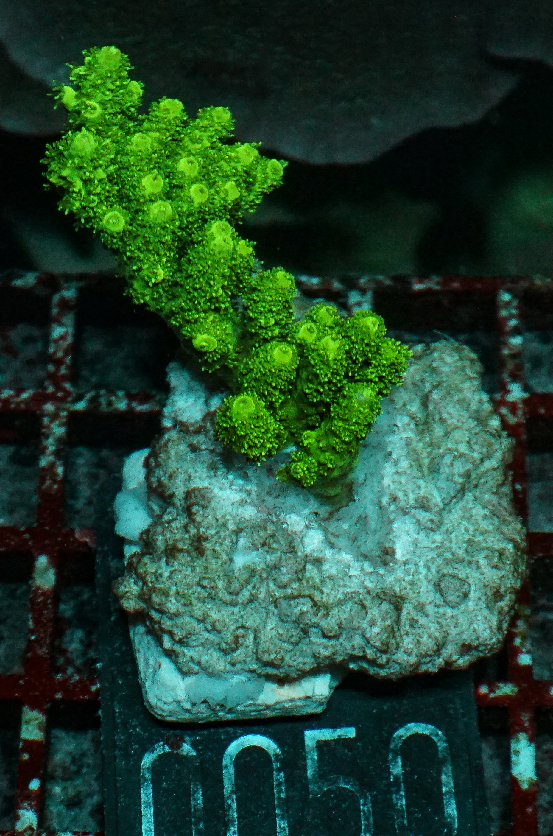 Acropora hyacinthus “green forest”