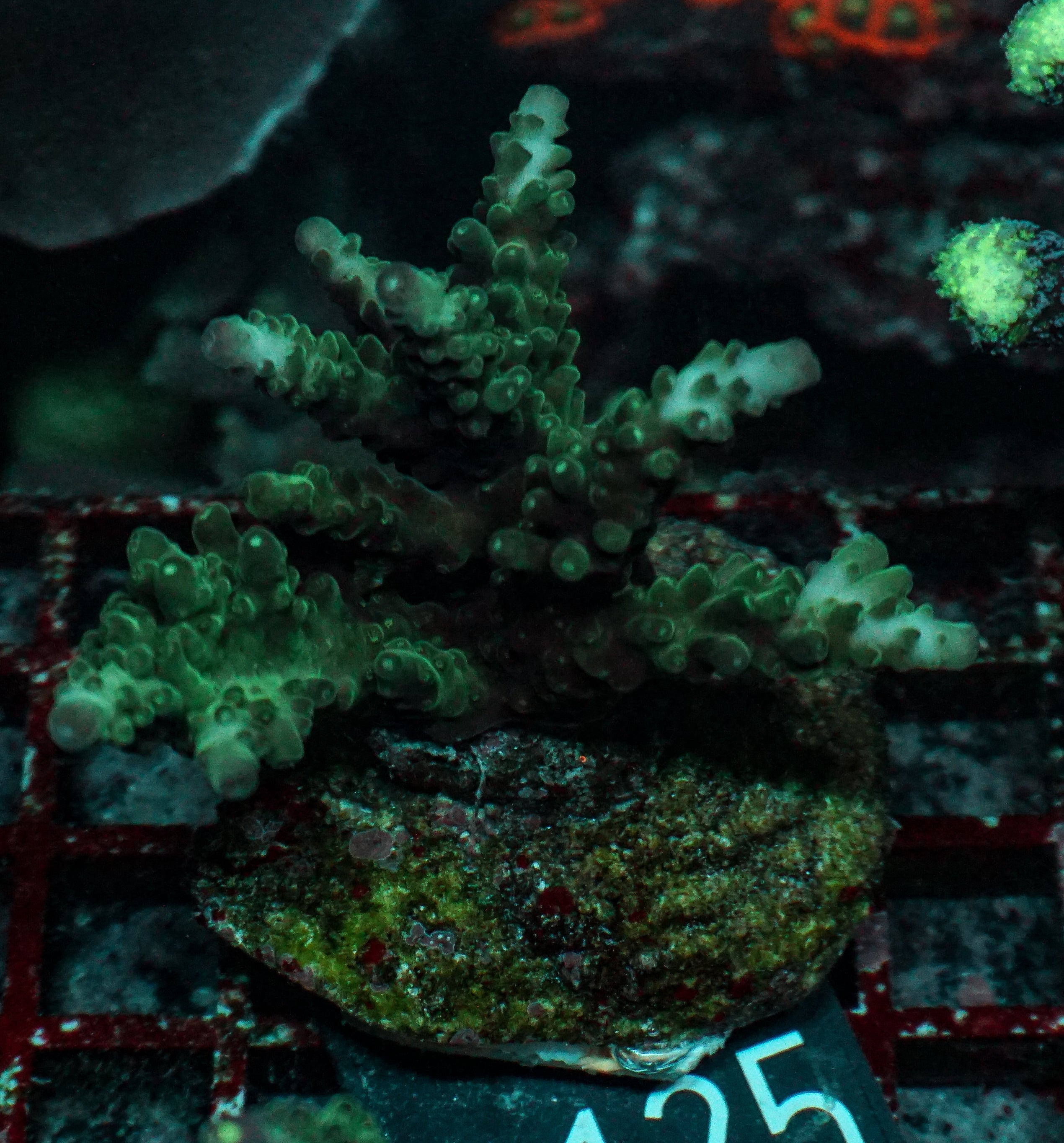 Acropora tortuosa "turquoise"