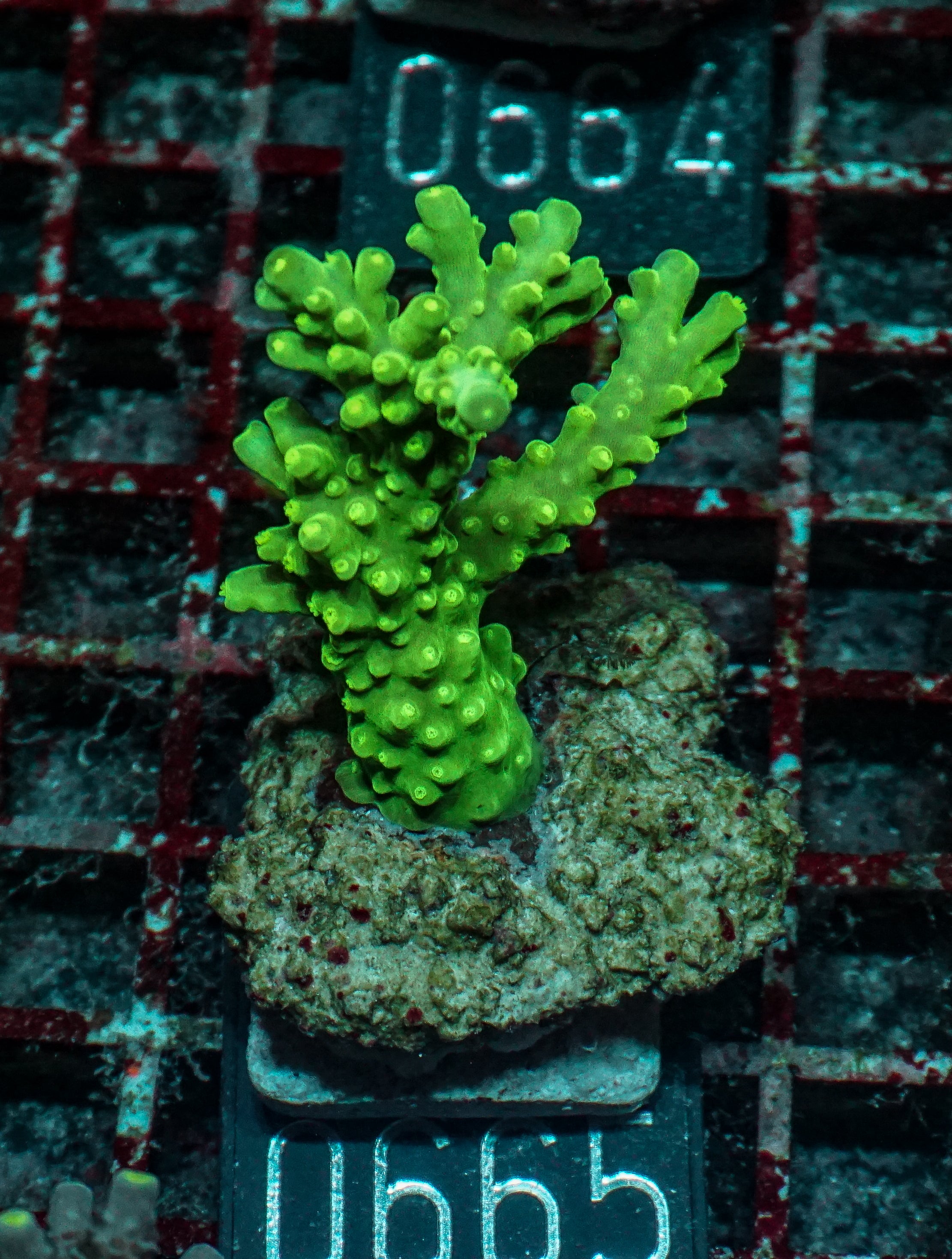 Acropora austera “golden age”