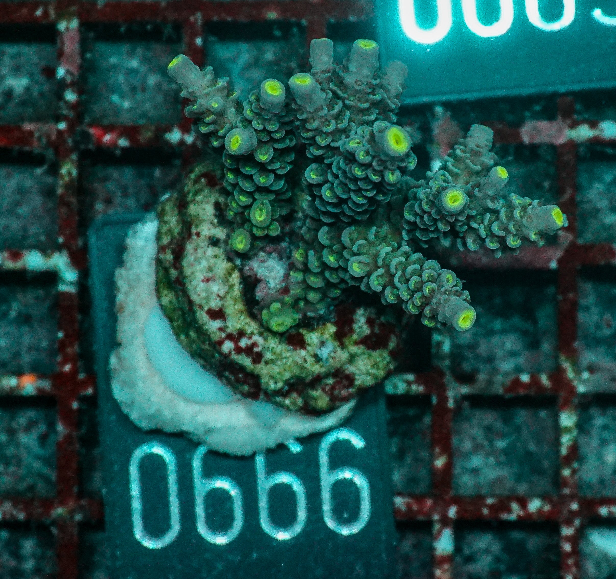 Acropora tenuis “Walt Disney art”