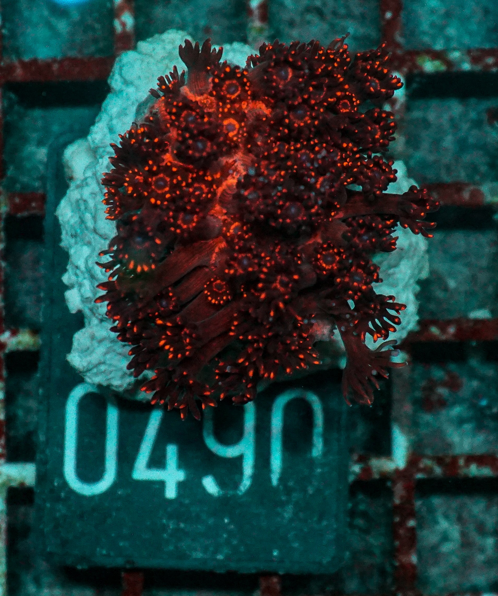 Goniopora lobata "purple"