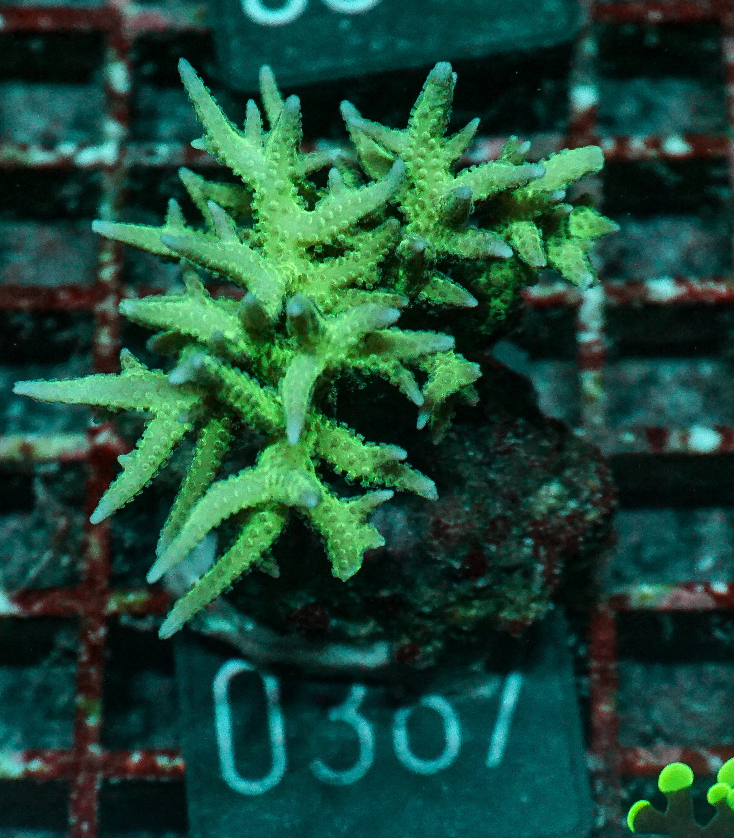 Seriatopora hystix "red"