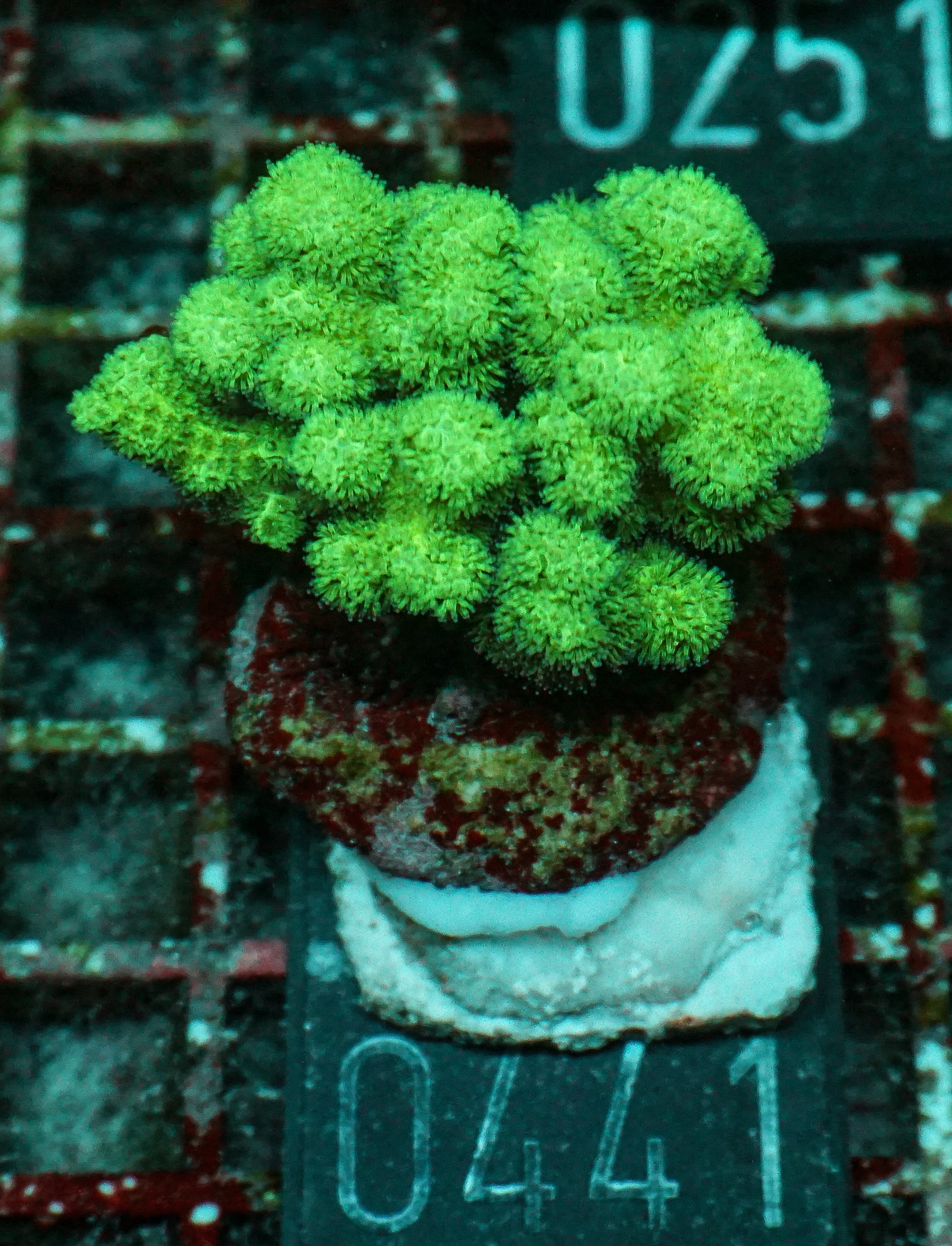 Pocillopora damicornis "green"