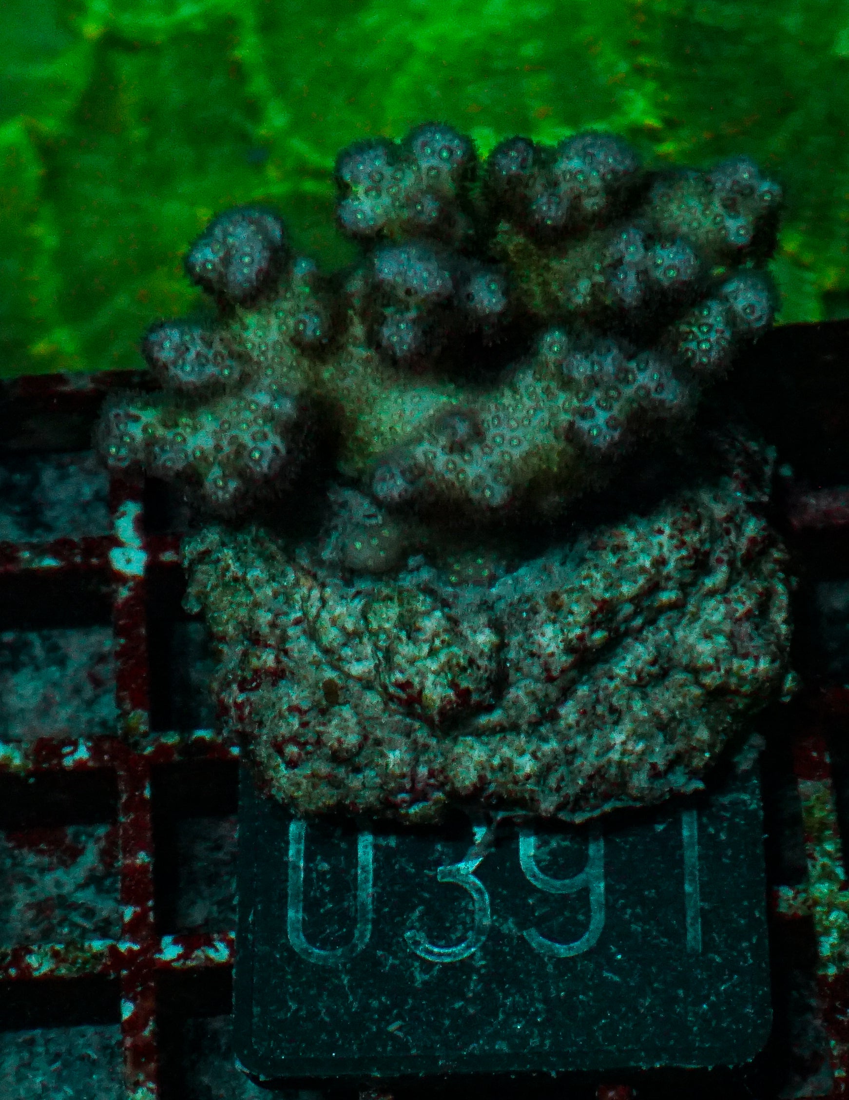 Pocillopora damicornis "pink"