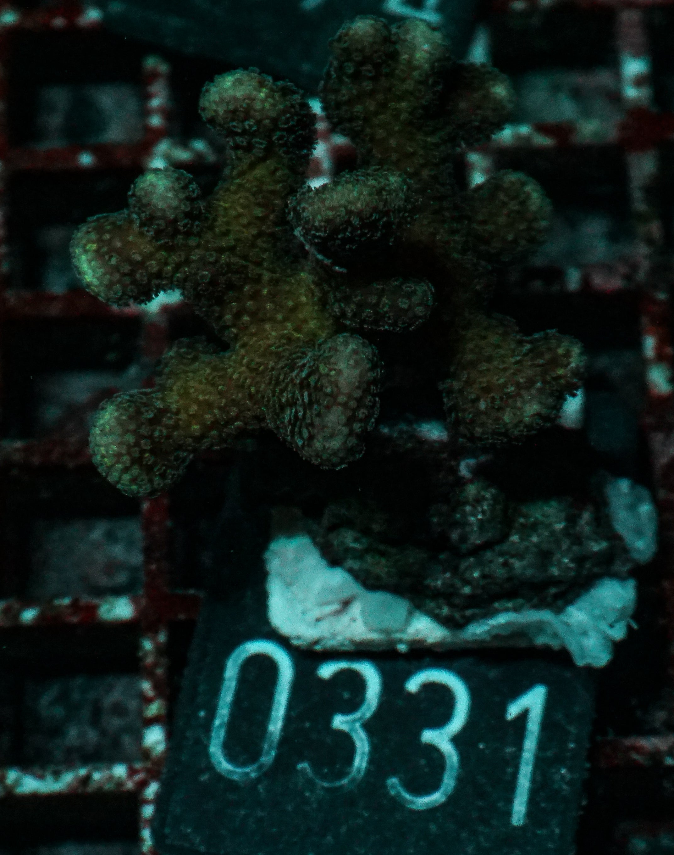 Stylophora pistillata "pink"