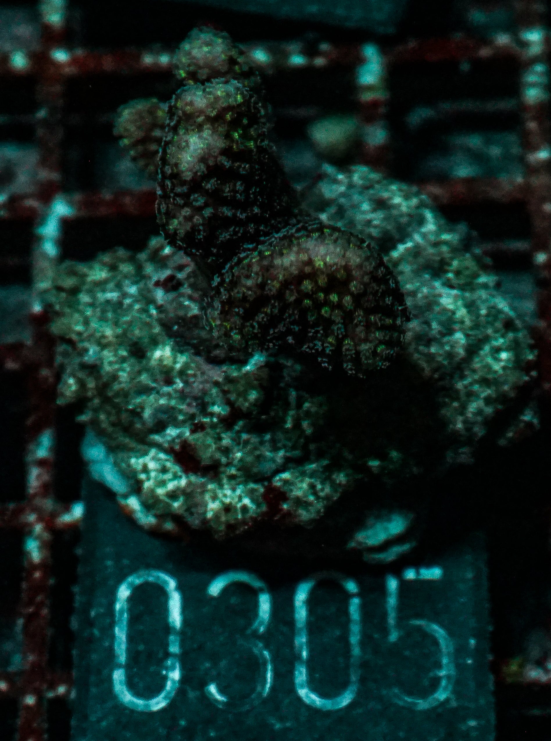 Stylophora pistillata "pink"