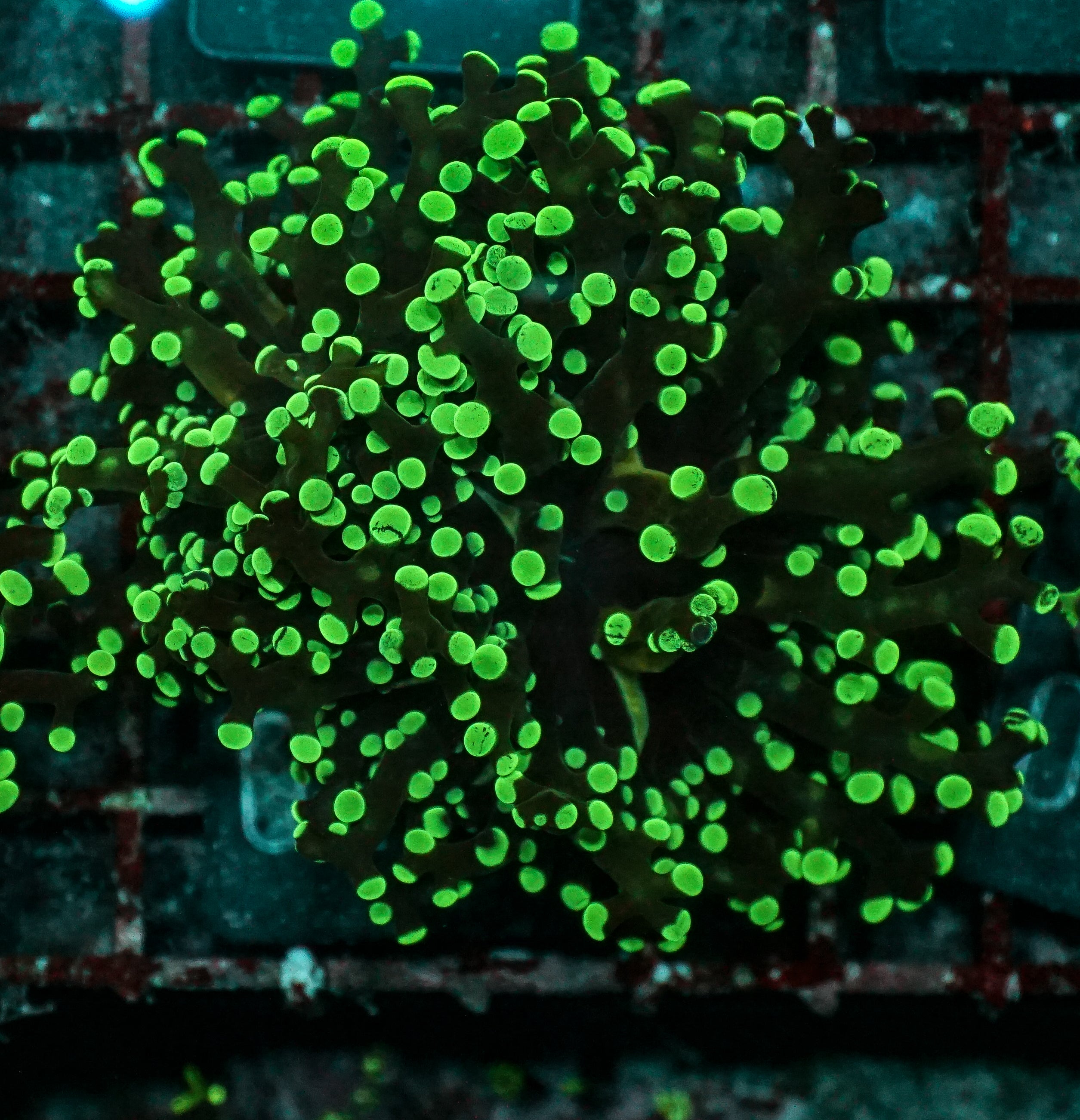 Euphyllia/Fimbriaphyllia yaeyamaensis