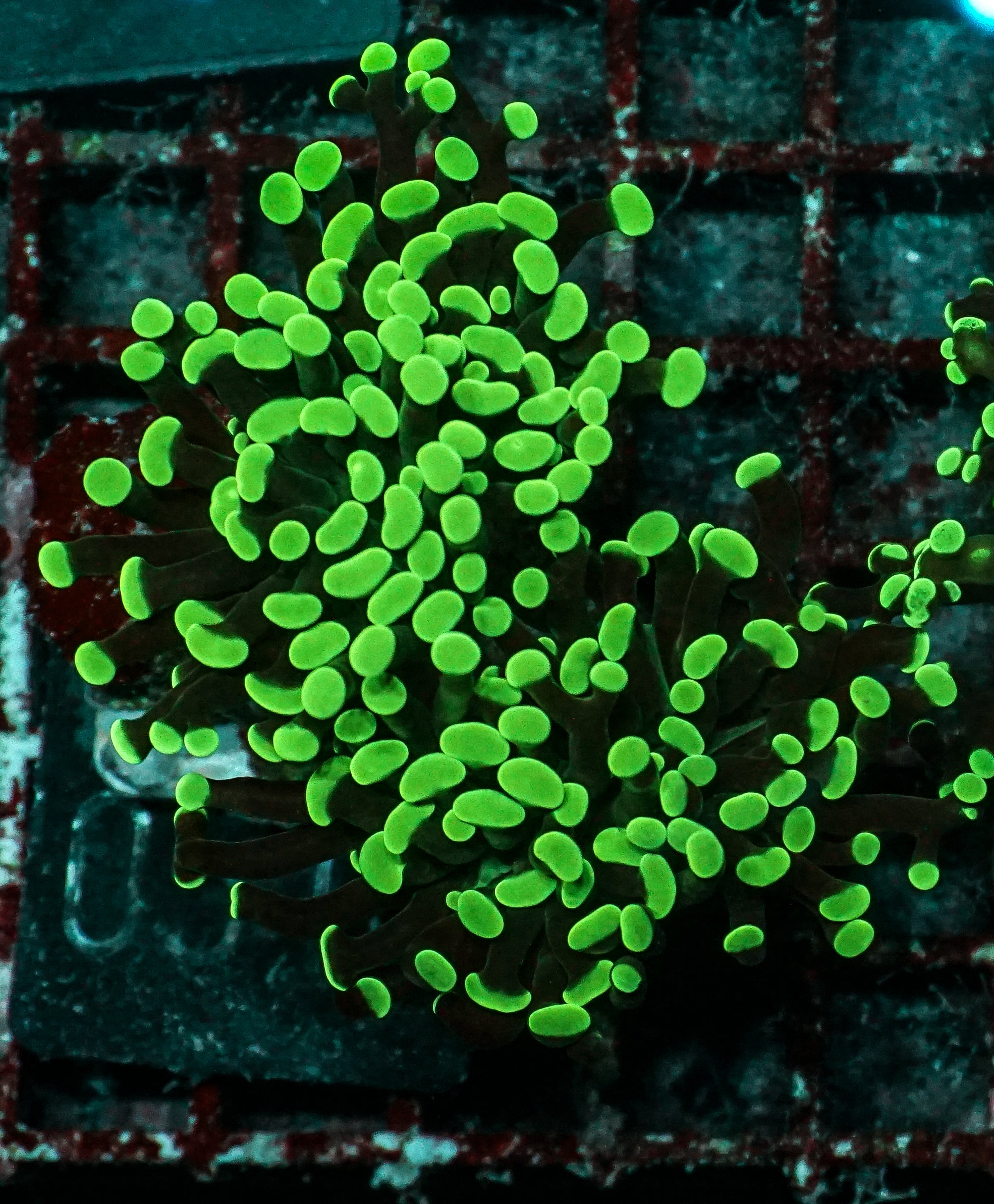 Euphyllia/Fimbriaphyllia paraancora