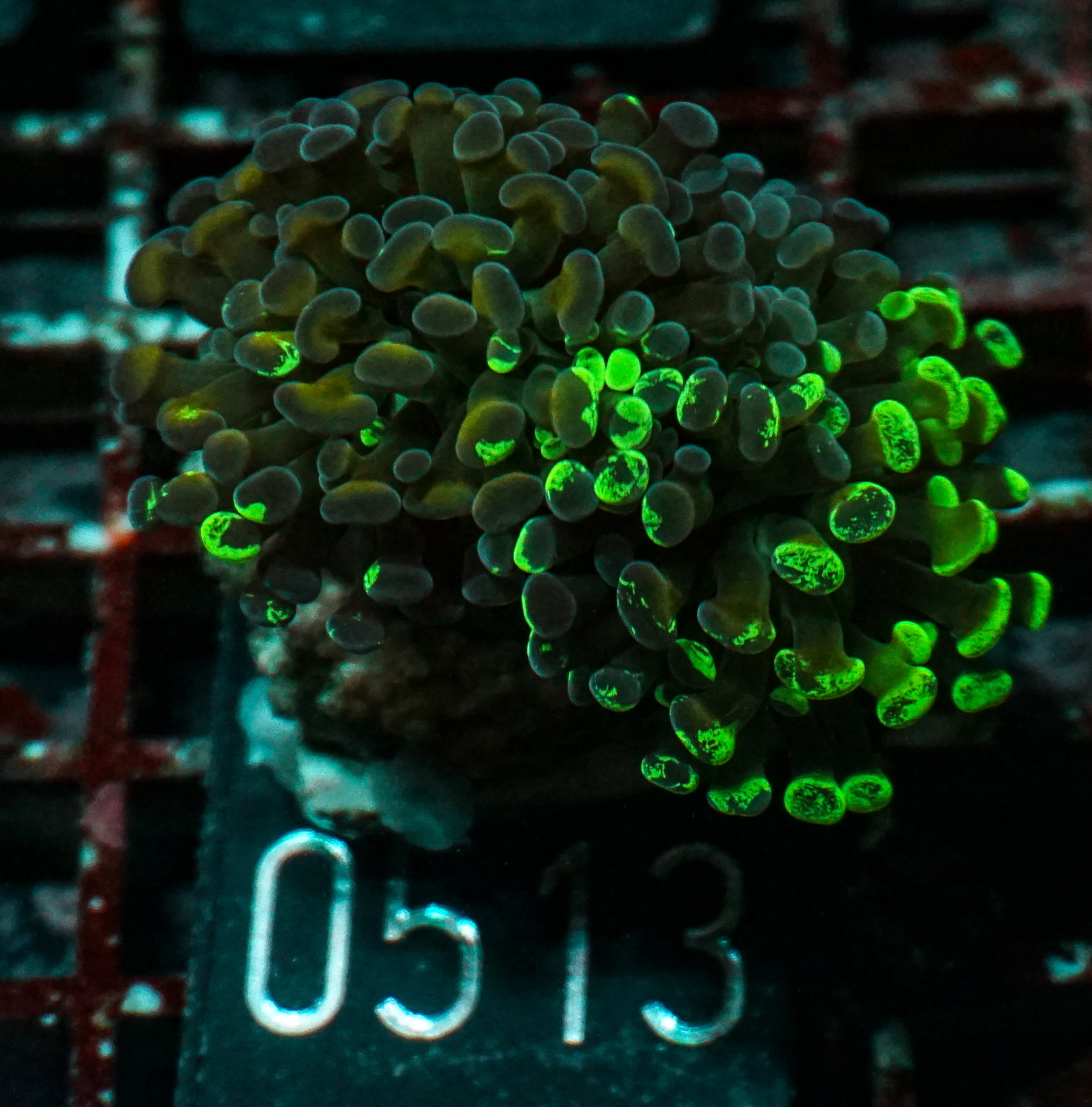 Euphyllia/Fimbriaphyllia paraancora