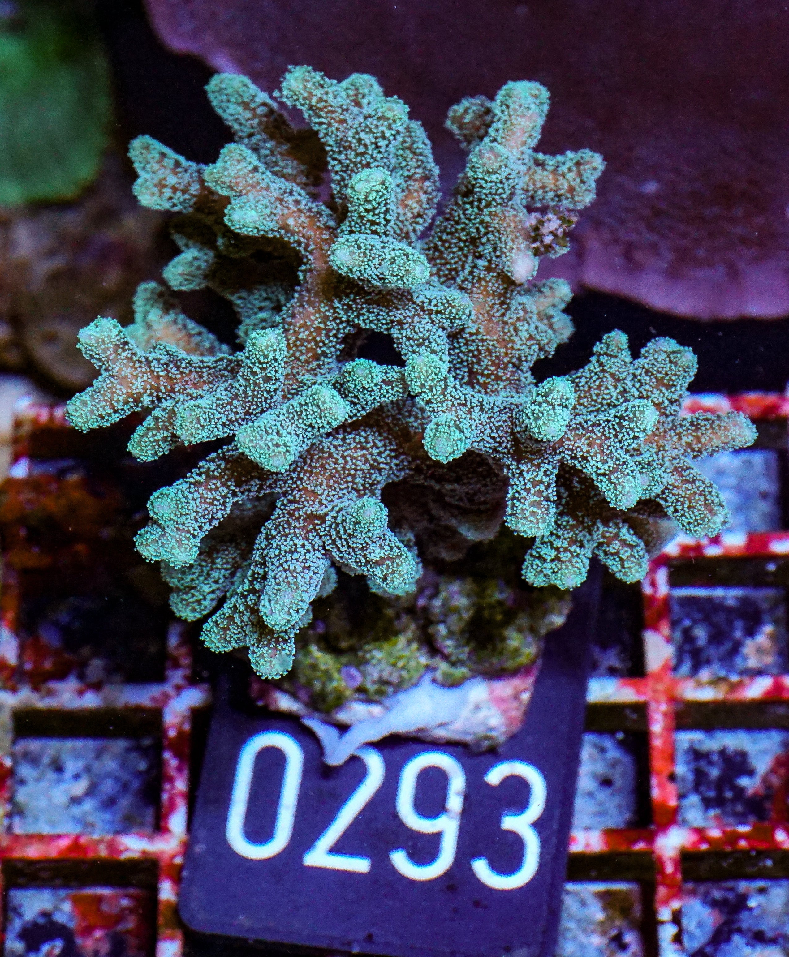 Seriatopora caliendrum "bicolor"