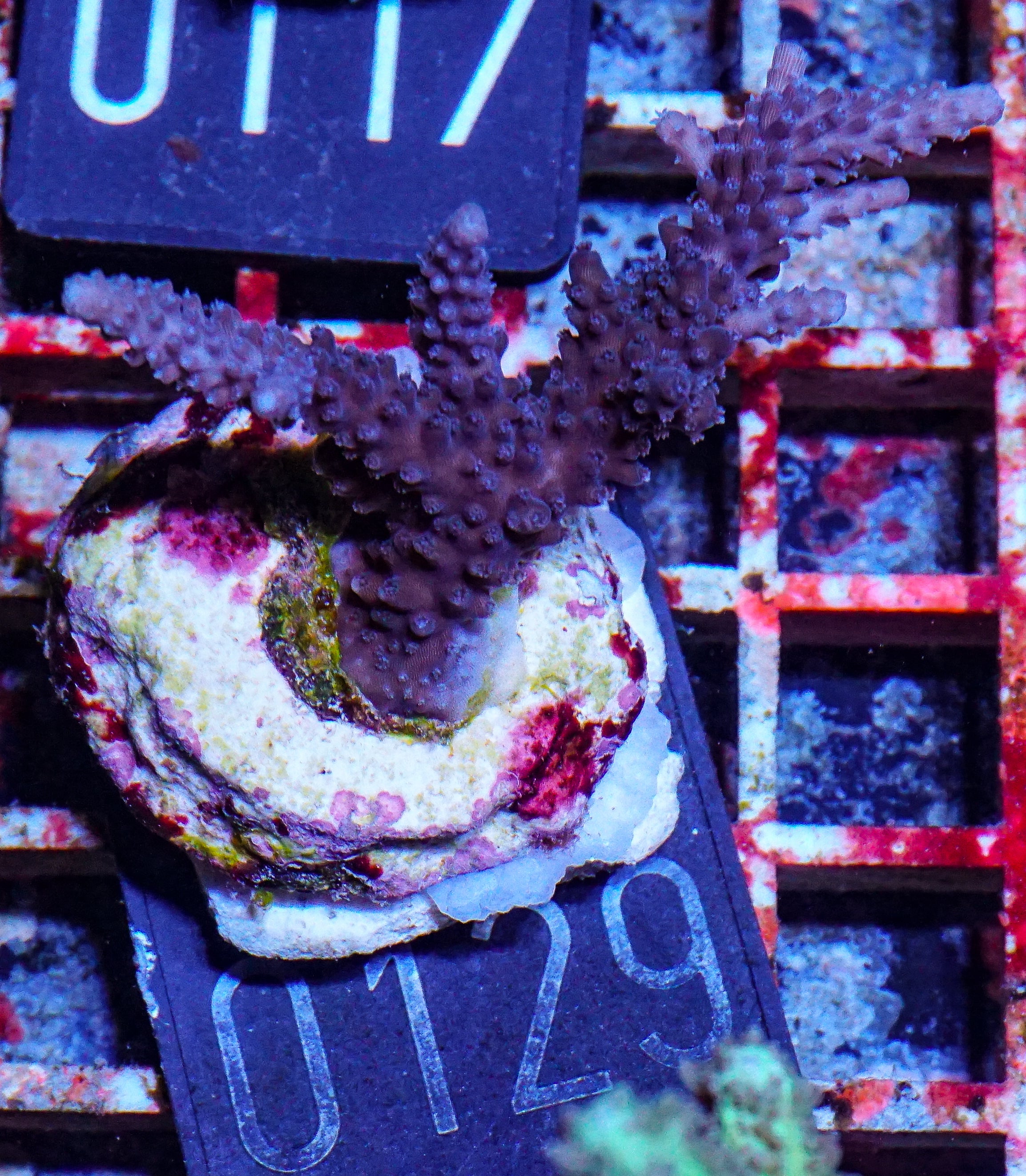 Acropora parillis "blue"