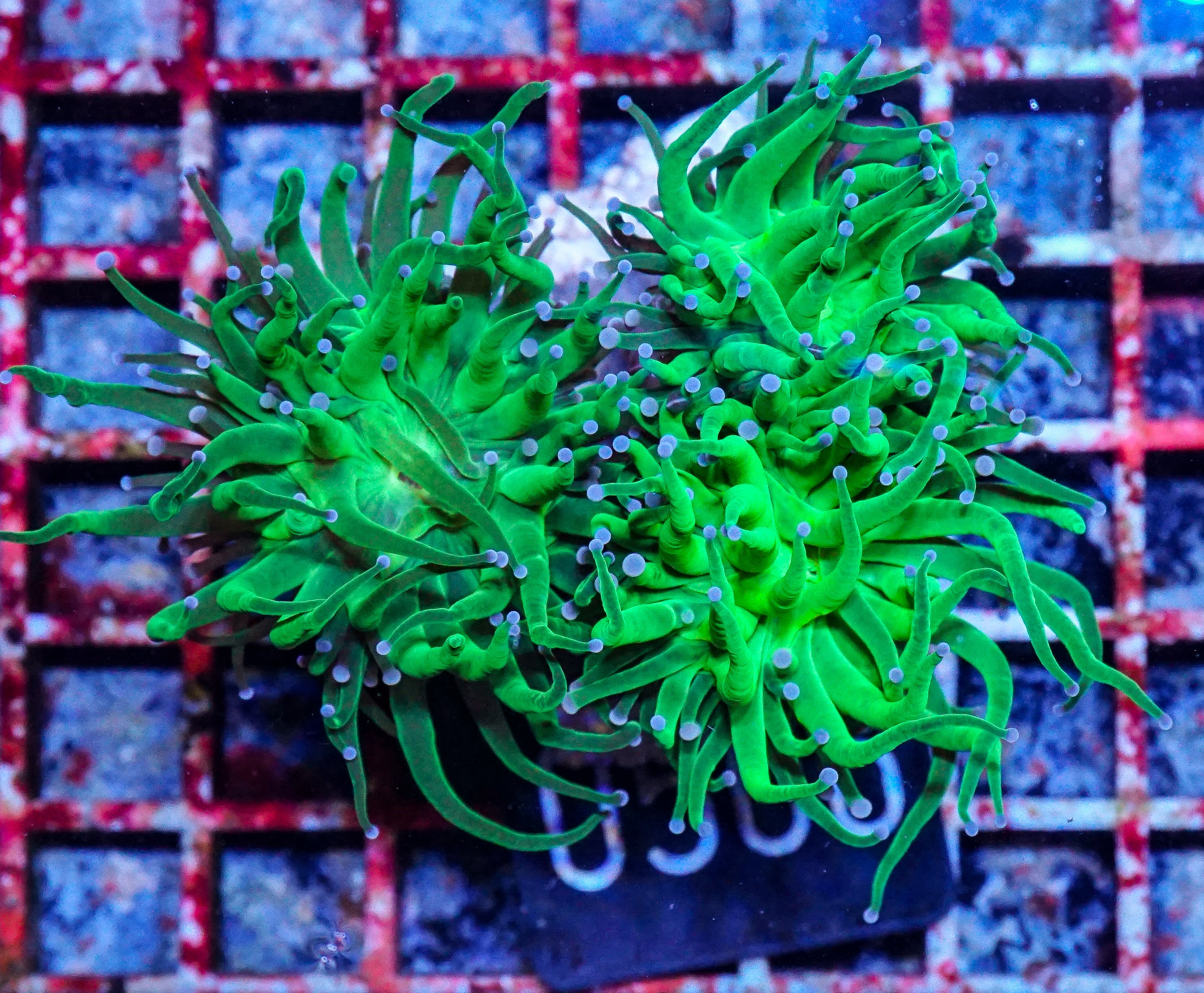 Euphyllia glabrescens "toxic green"