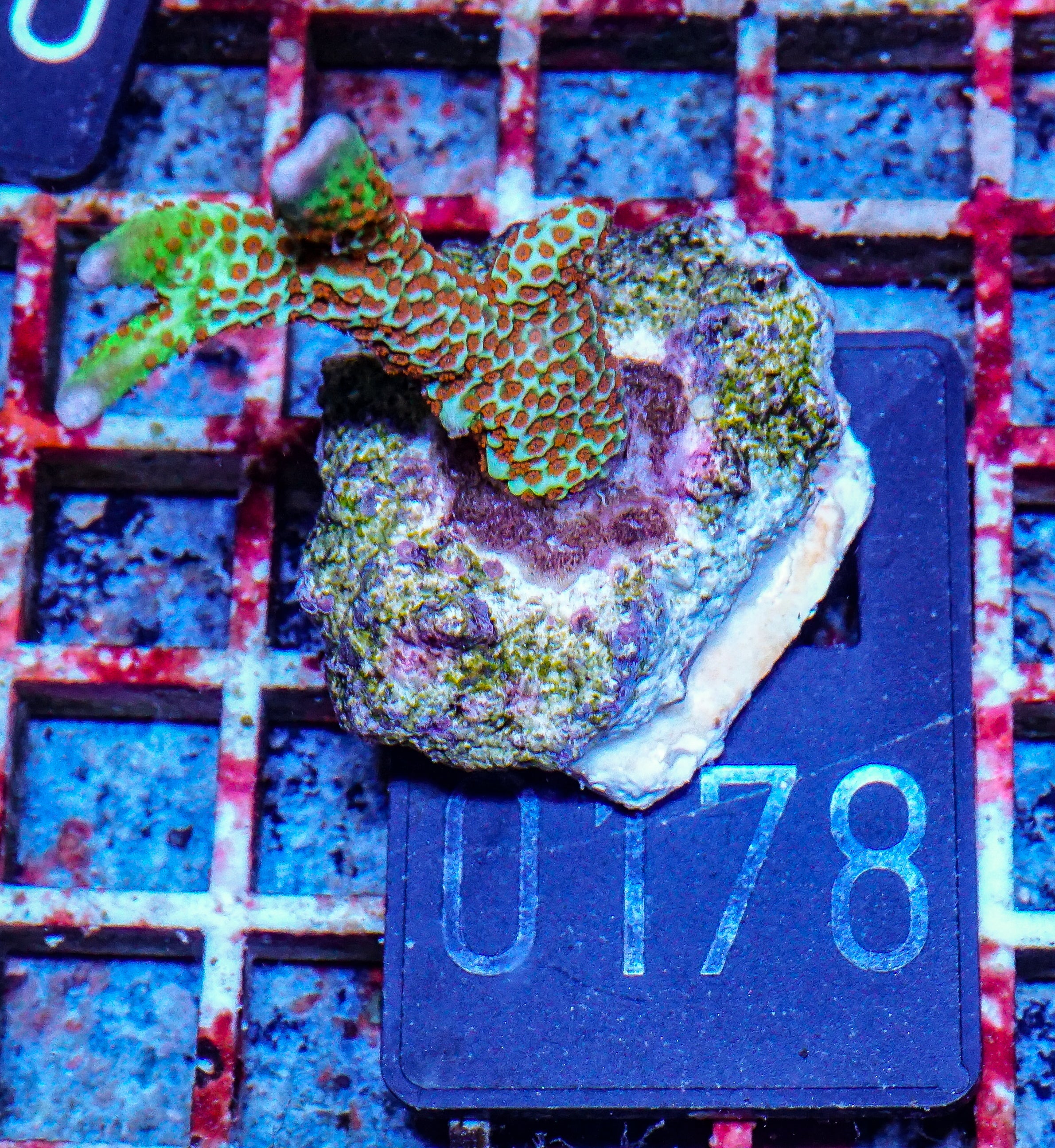 Montipora samarensis "forest fire"