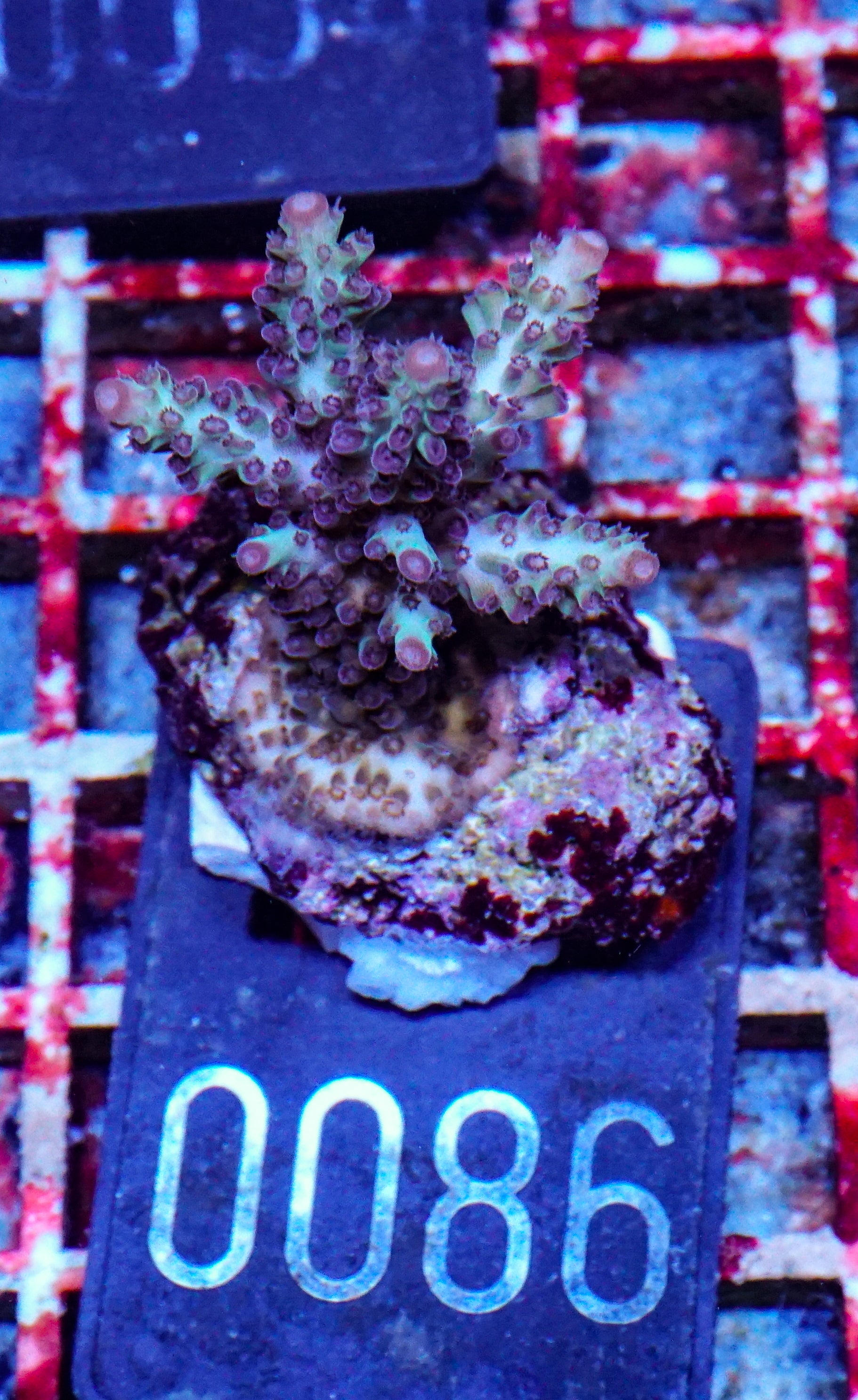 Acropora abrolhosenis “fluffy”