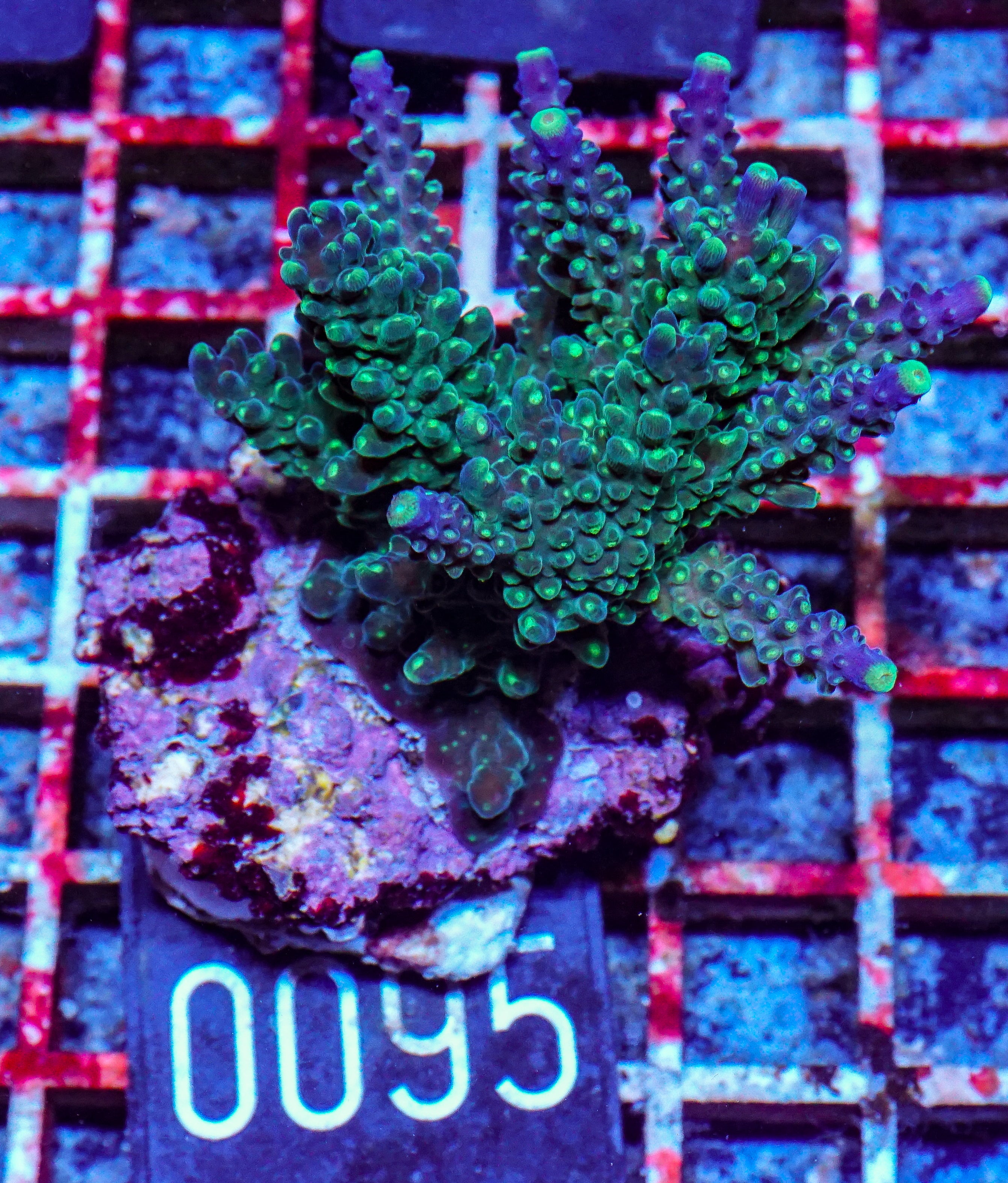 Acropora secale “Joker”