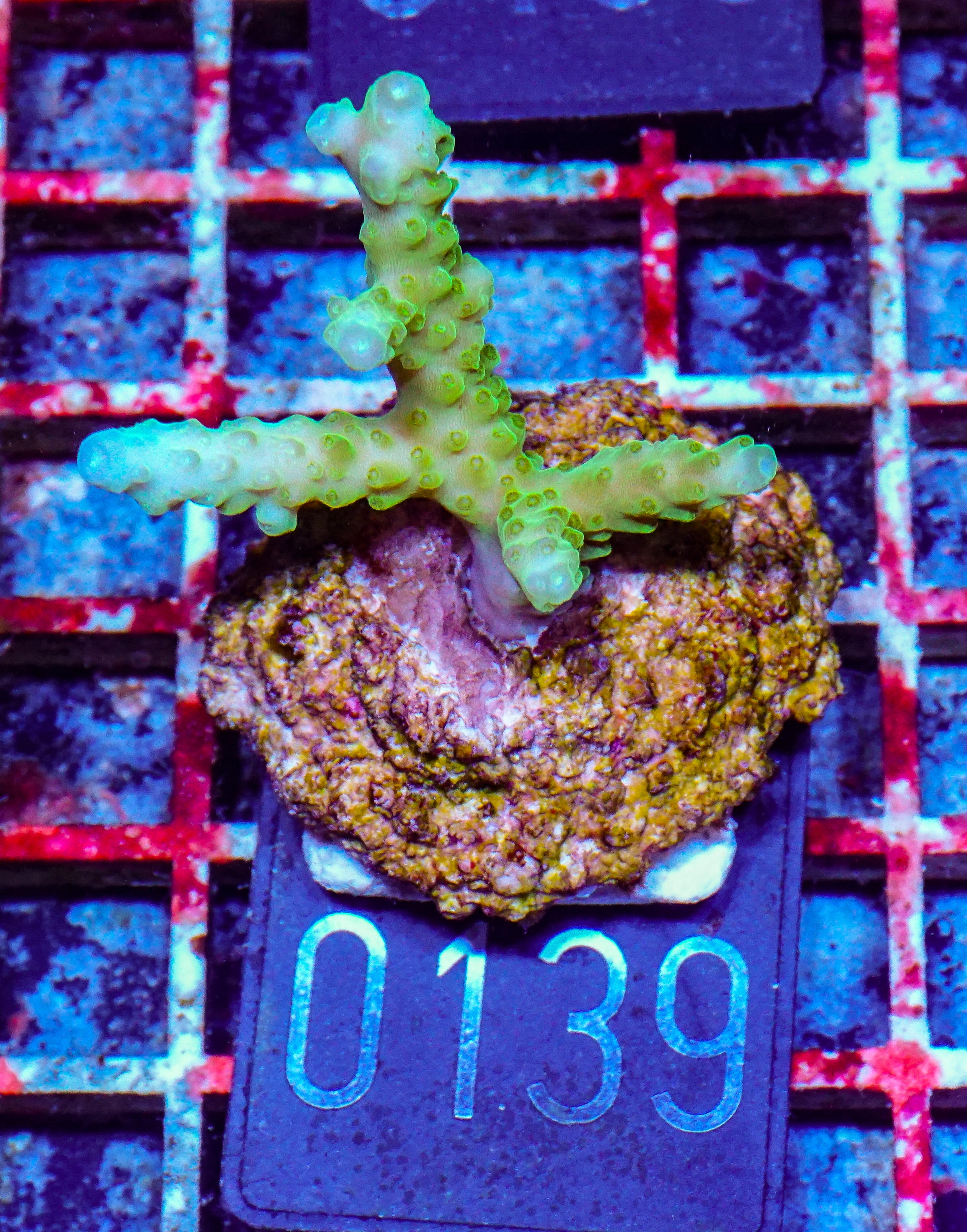 Acropora loisetteae "blue tips"