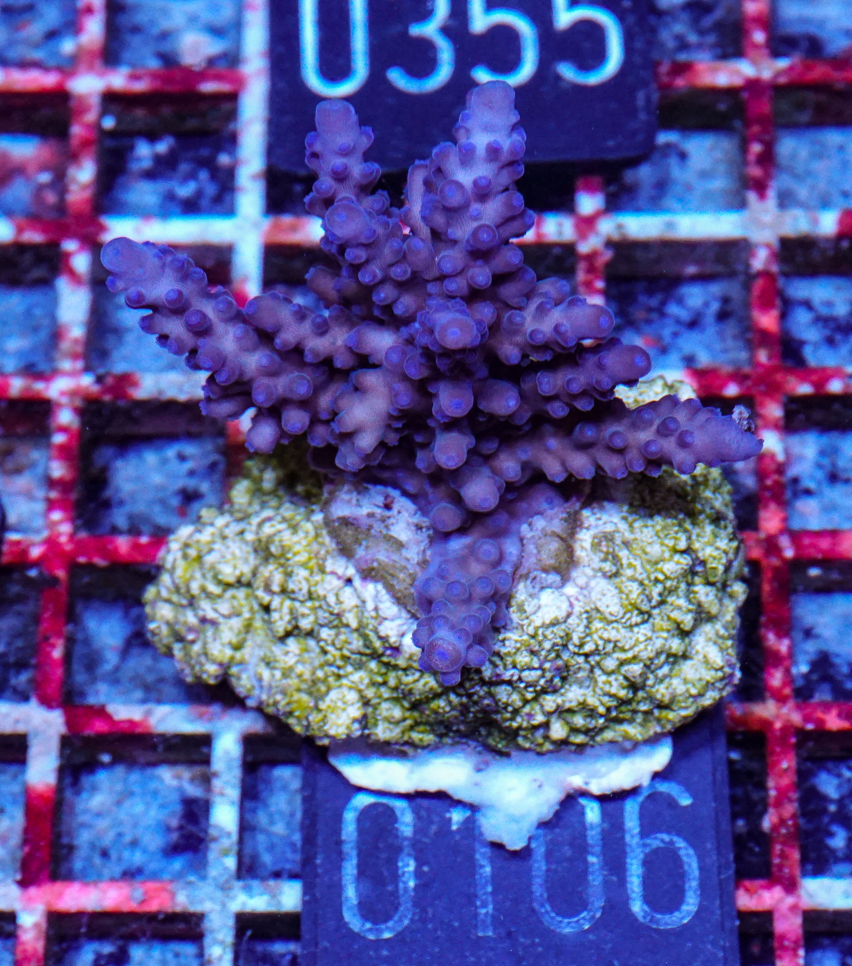 Acropora tortuosa "turquoise"